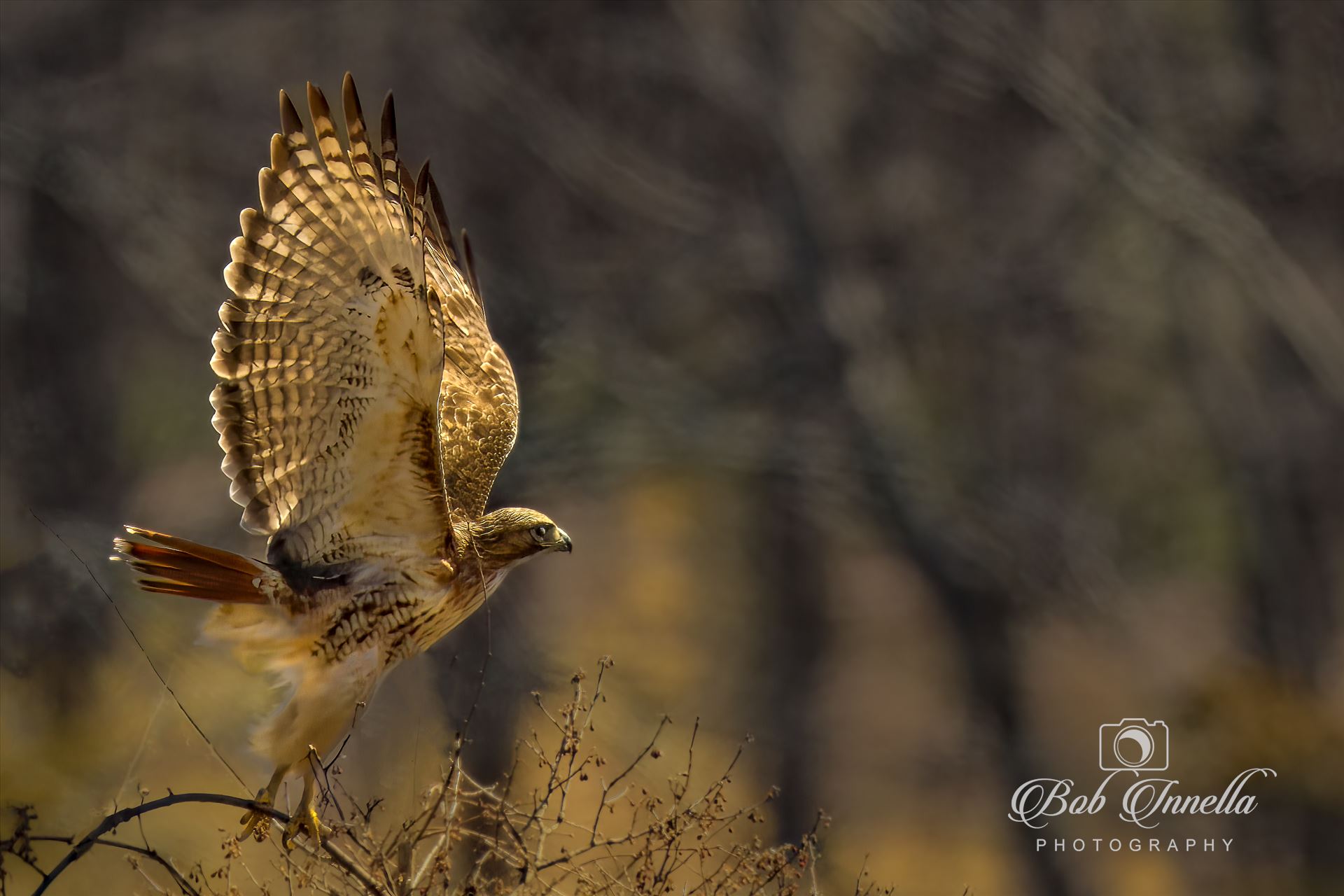 Red Tail Hawk On Takeoff -  by Buckmaster