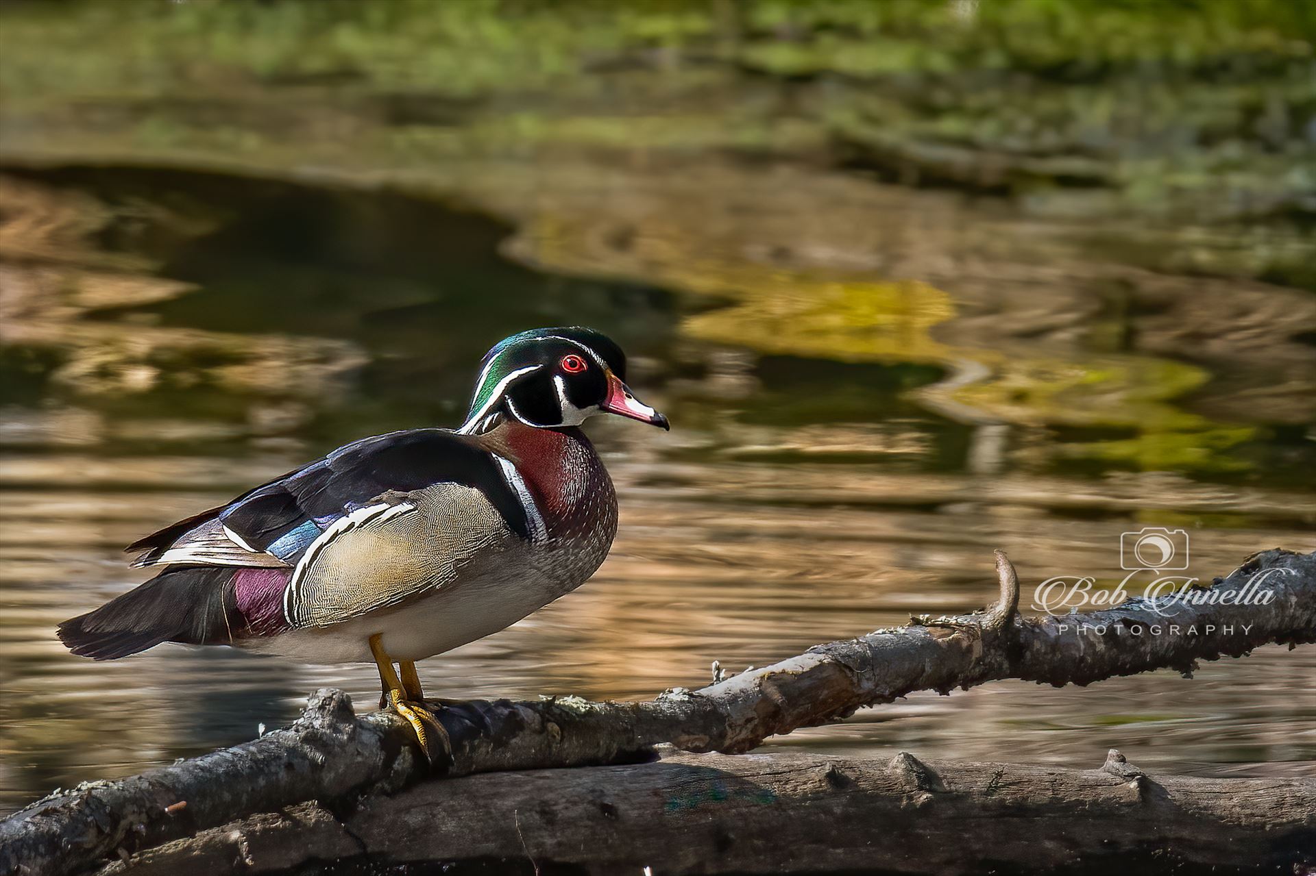 Male Wood Duck -  by Buckmaster
