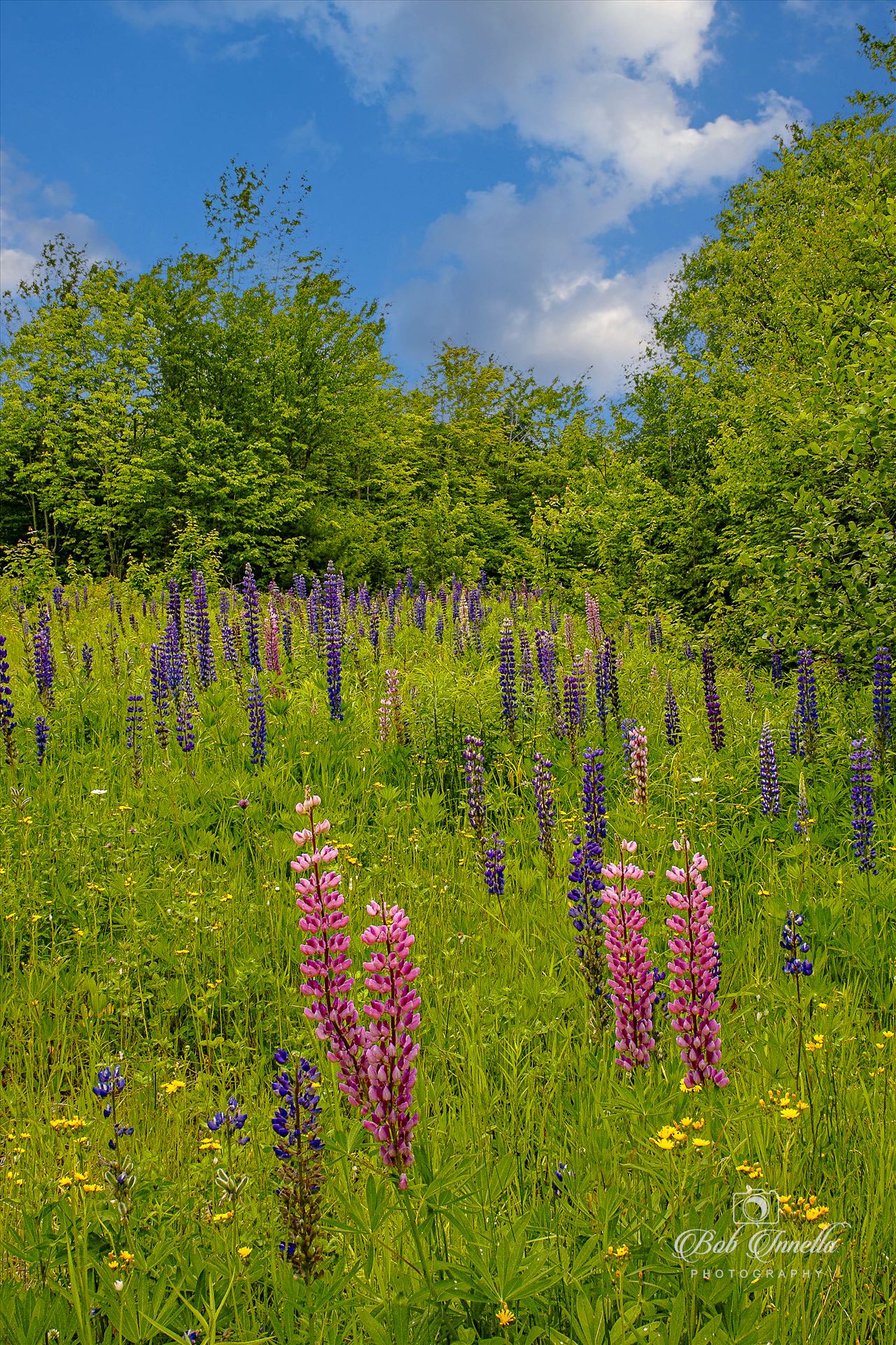 Lupines in Northern Maine - SONY DSC by Buckmaster