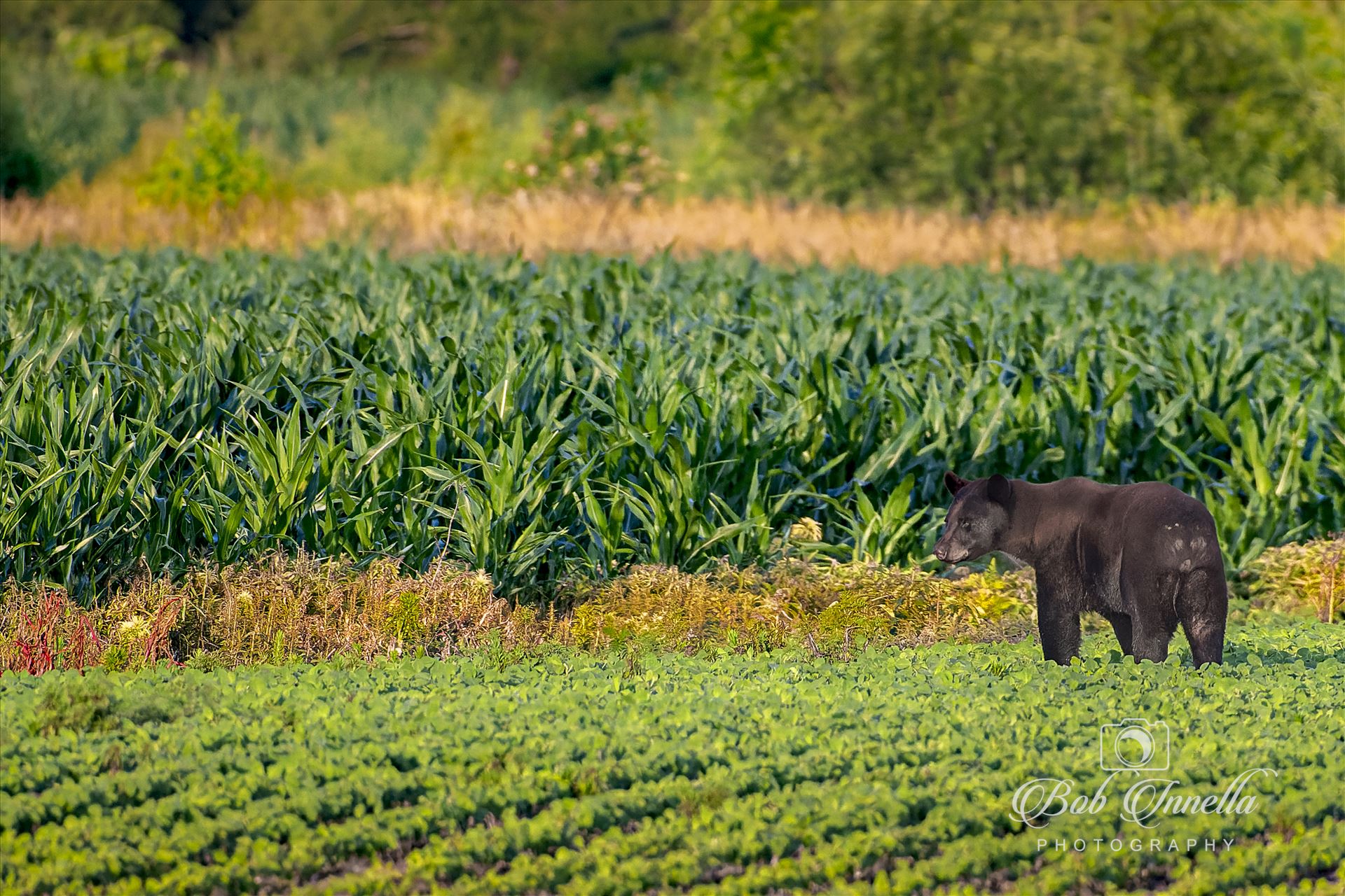 Black Bear Hitting The Corn and Soybean Fields -  by Buckmaster