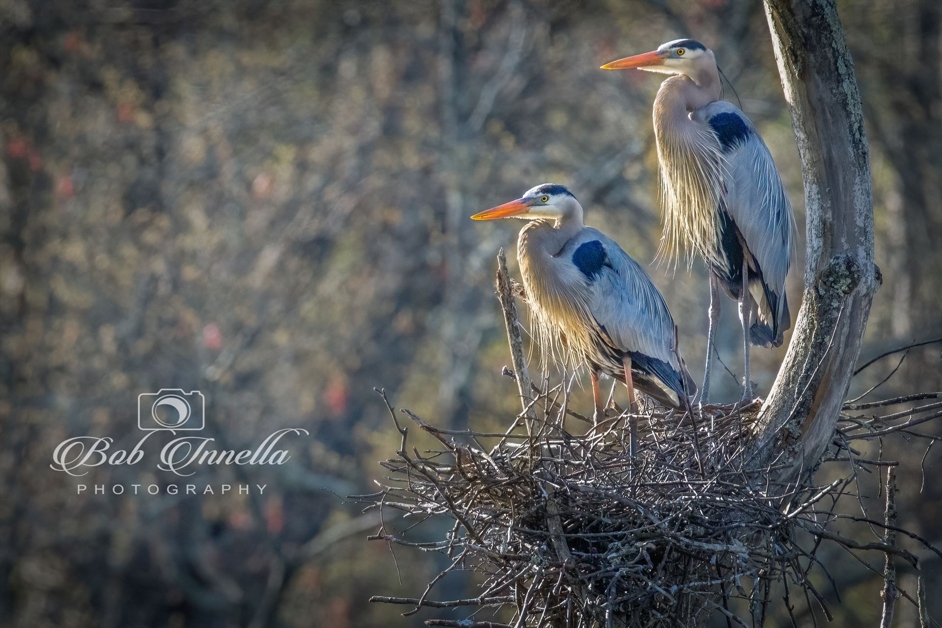 Great Blue Heron Parents On The Nest -  by Buckmaster