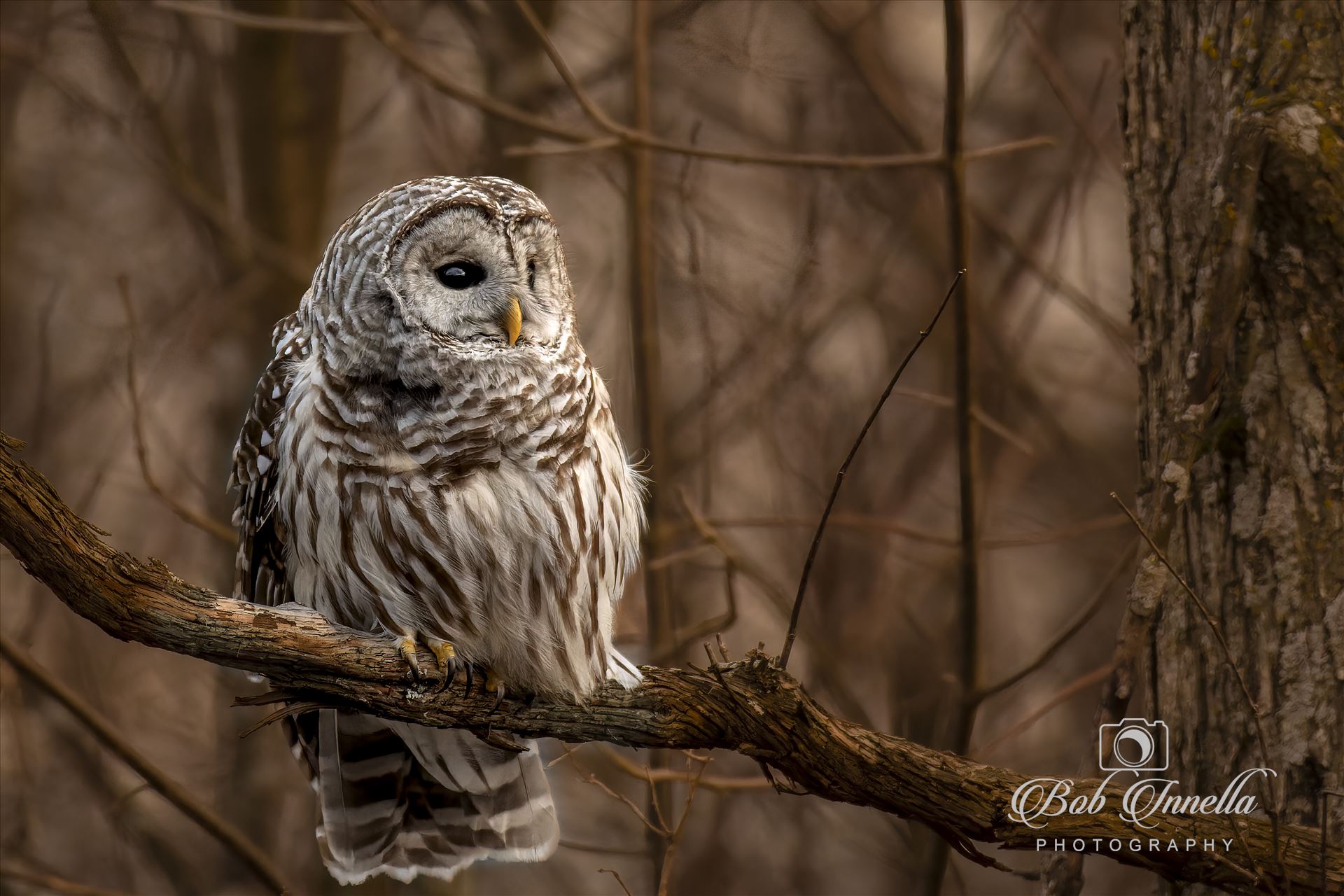 Barred Owl -  by Buckmaster