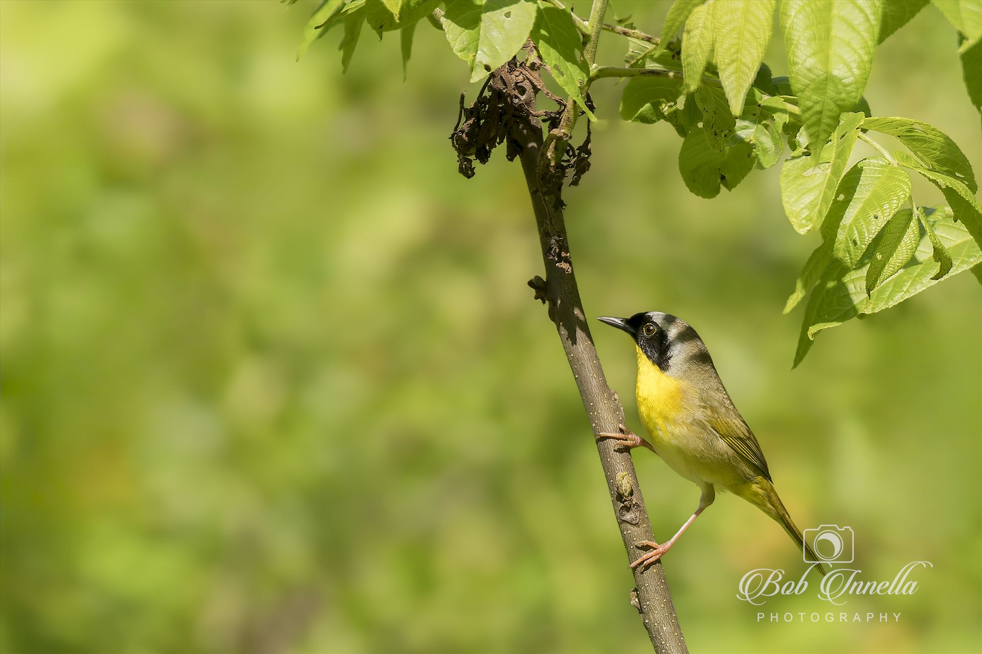 Yellow Throated Warbler -  by Buckmaster