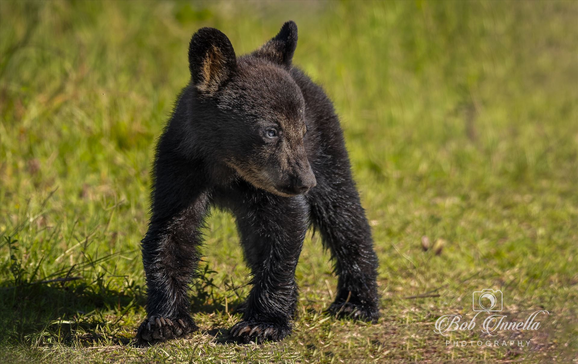 Black Bear Cub - 2023 North Carolina by Buckmaster