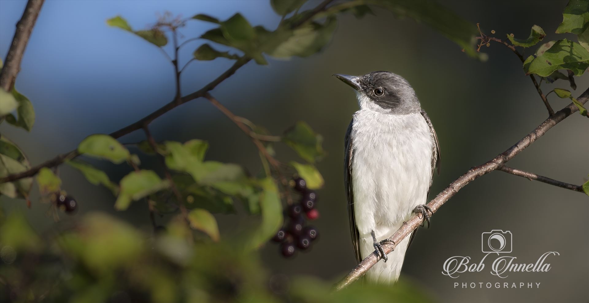 Kingbird in Berries-1-1.JPG -  by Buckmaster