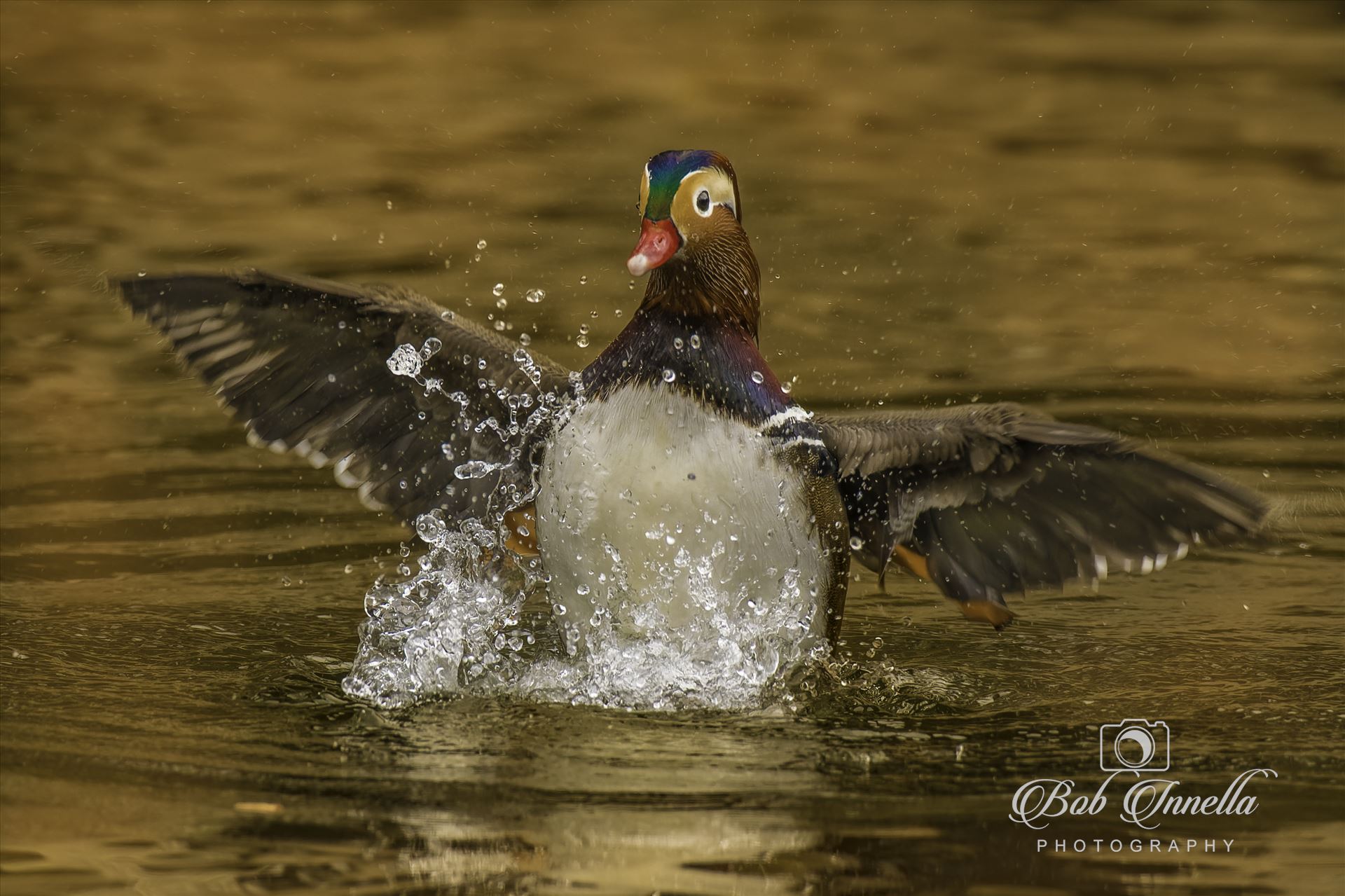 Mandarin Duck_Wings_open -  by Buckmaster