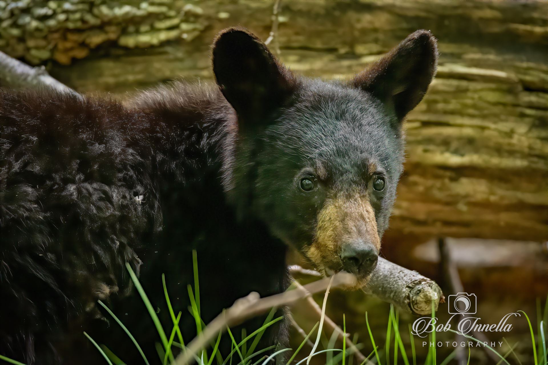 Bear_Cub -  by Buckmaster