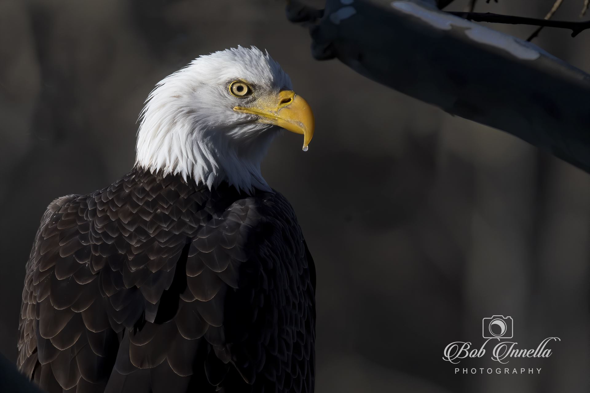 Bald Eagle Portrait -  by Buckmaster