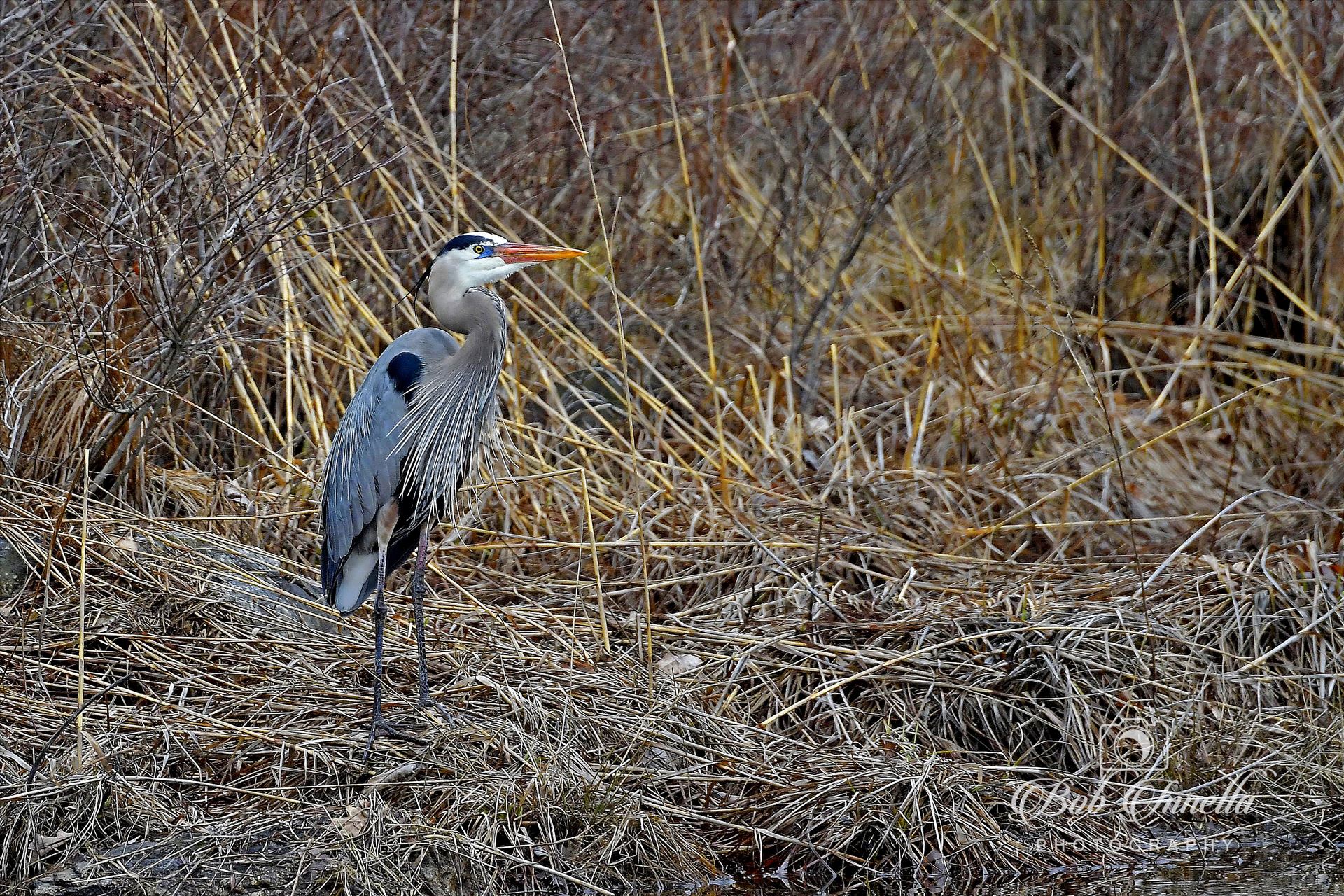 Great Blue Heron - High Point State Park, NJ by Buckmaster