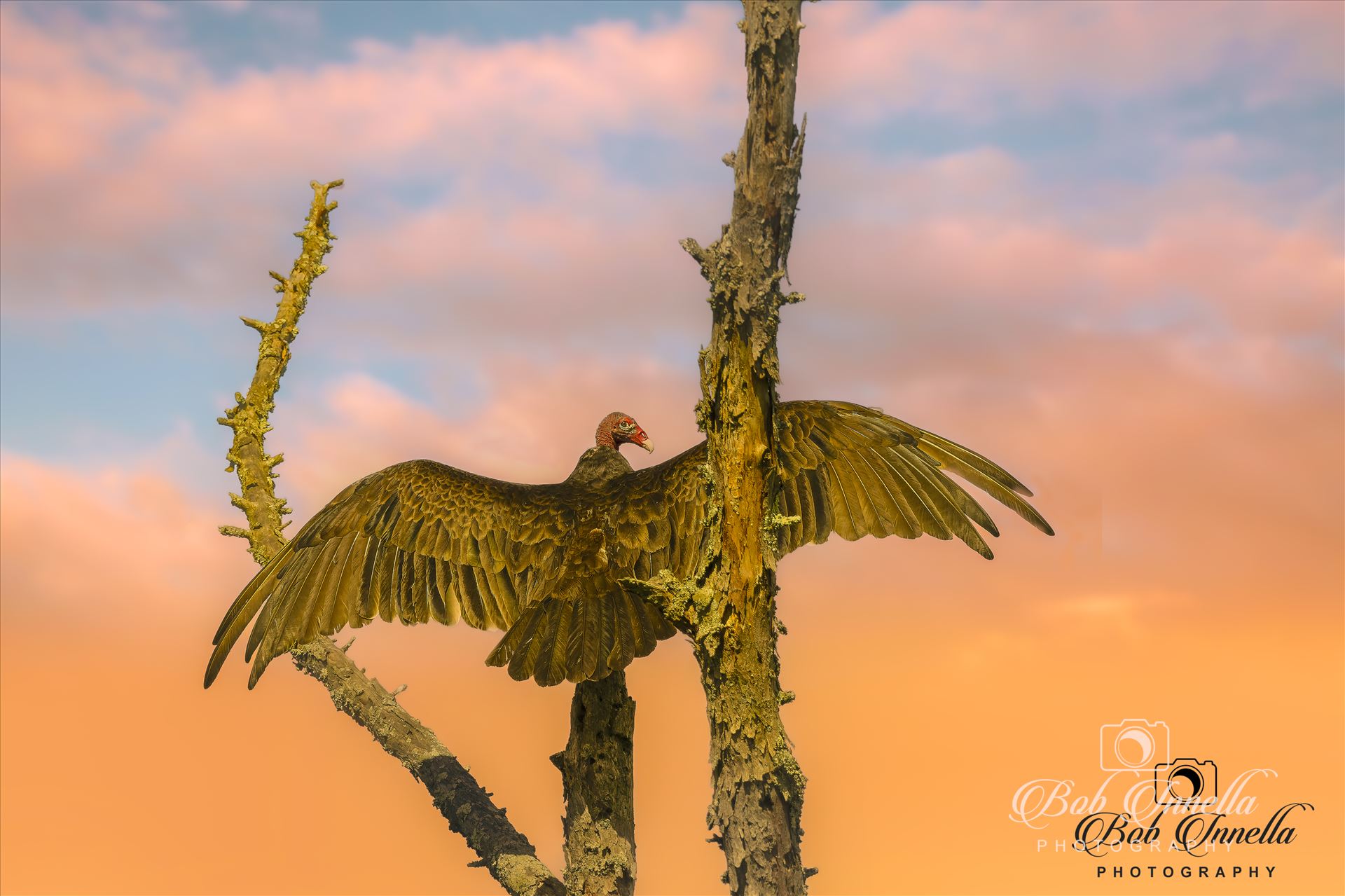 Vulture with Great Sky -  by Buckmaster