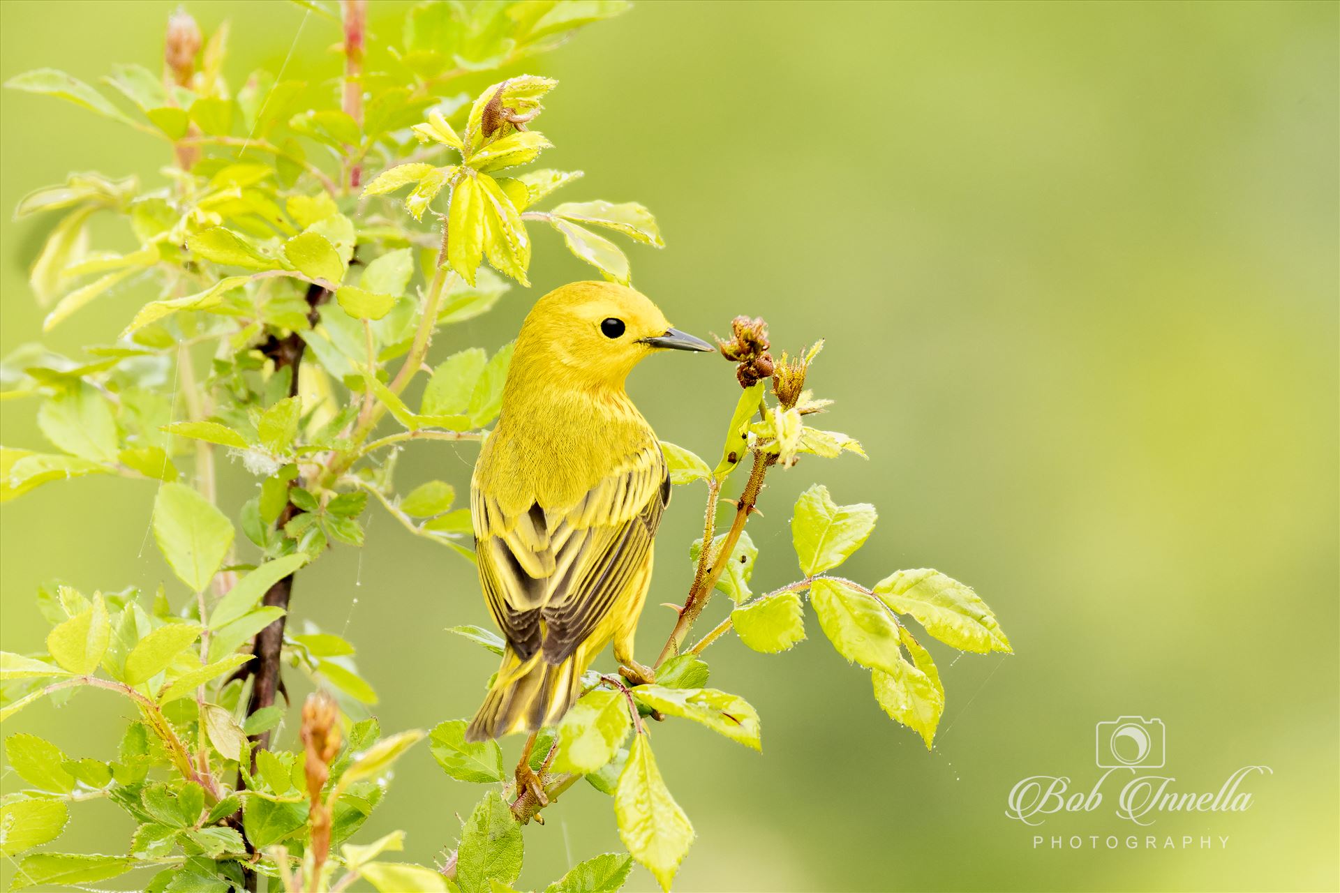 Yellow Warbler Beautiful Green Bush -  by Buckmaster
