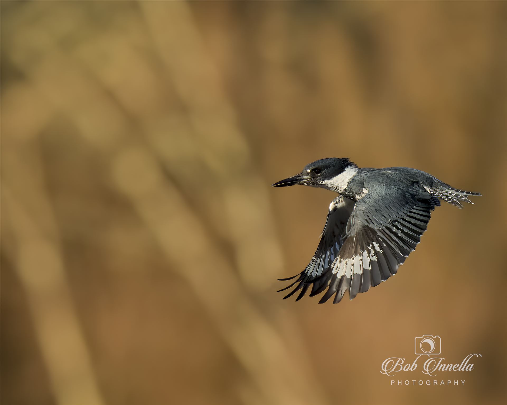Belted Kingfisher in flight -  by Buckmaster