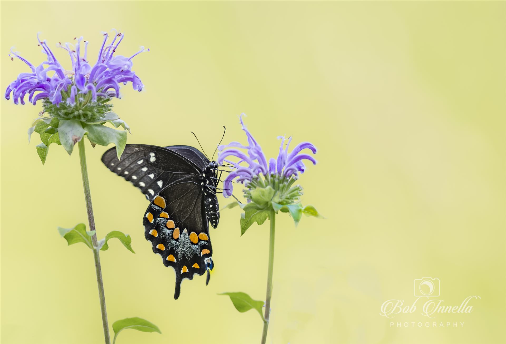 Black Swallowtail on Purple  Flower -  by Buckmaster
