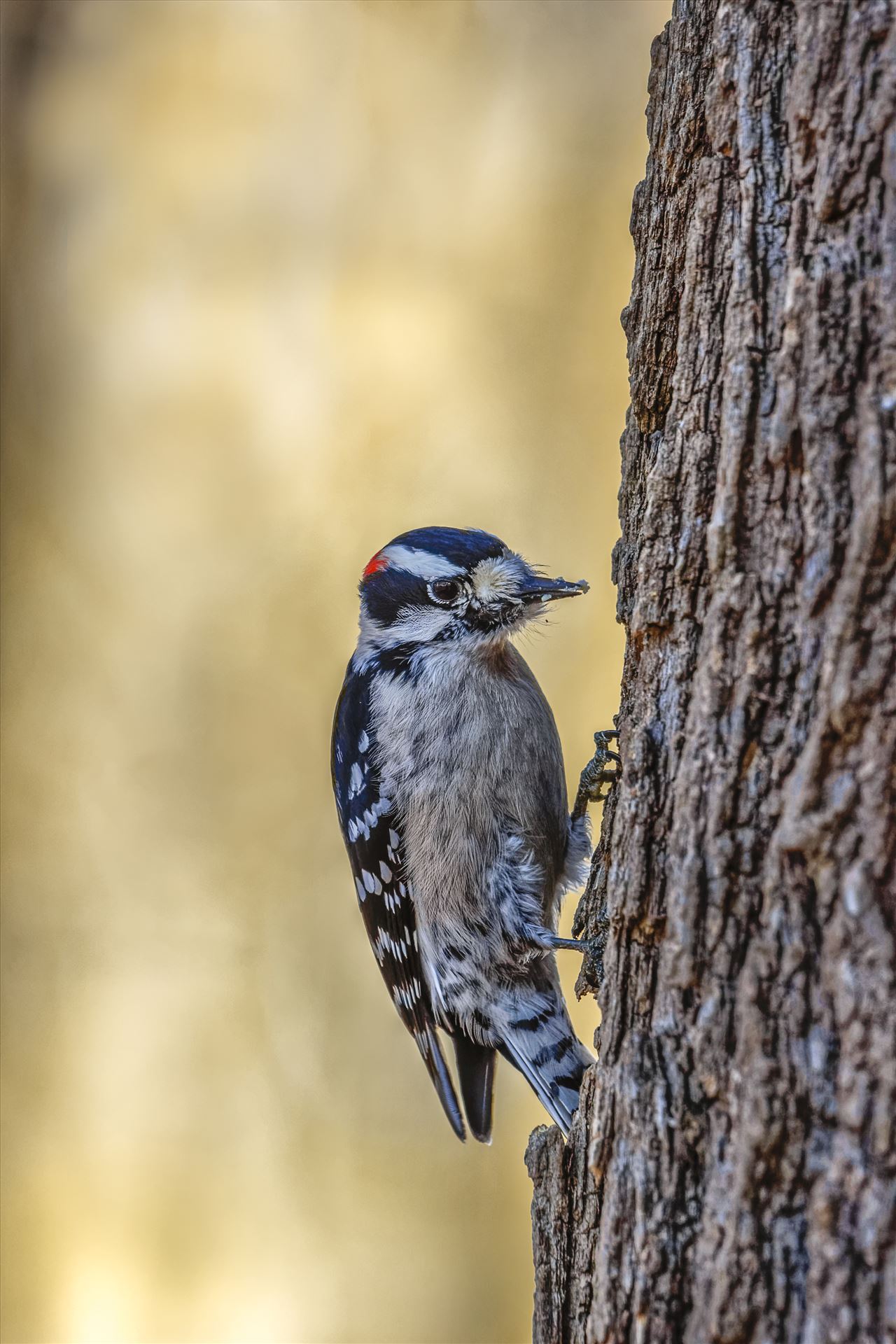 Downy Woodpecker - Pennsylvania Male Downy Woodpecker by Buckmaster