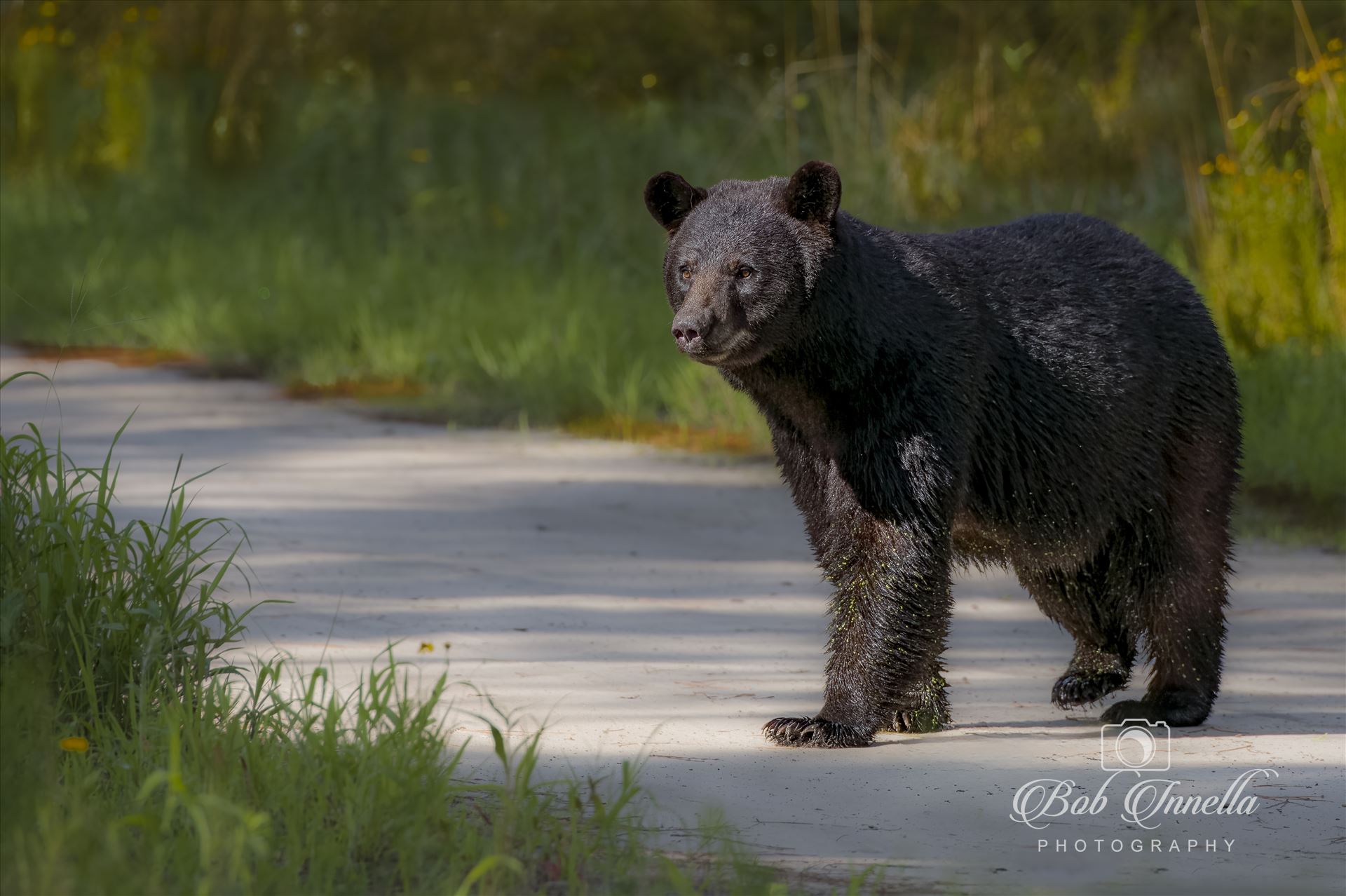 Black Bear Sow - 2023 North Carolina by Buckmaster