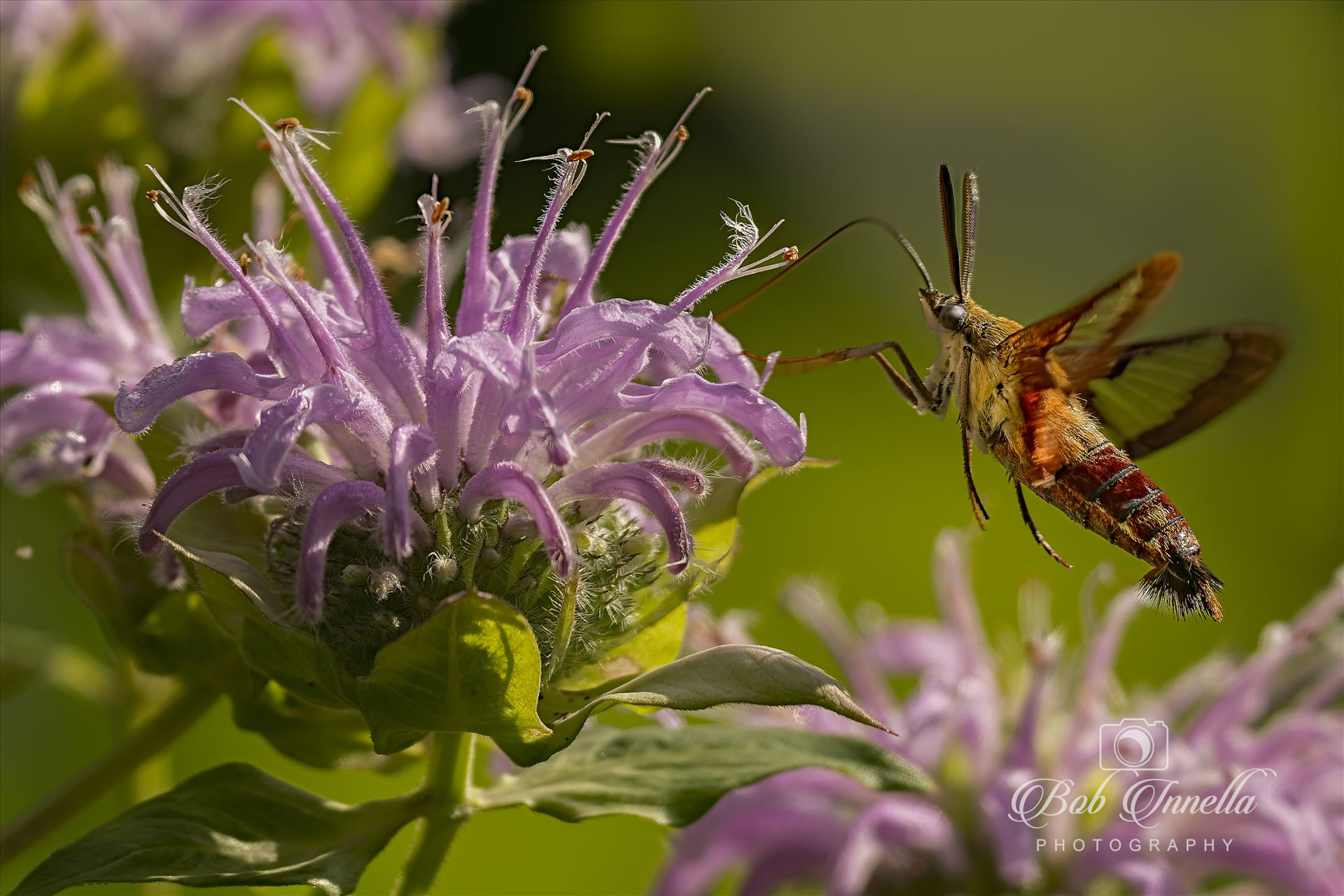 Hummingbird Hawk Moth -  by Buckmaster