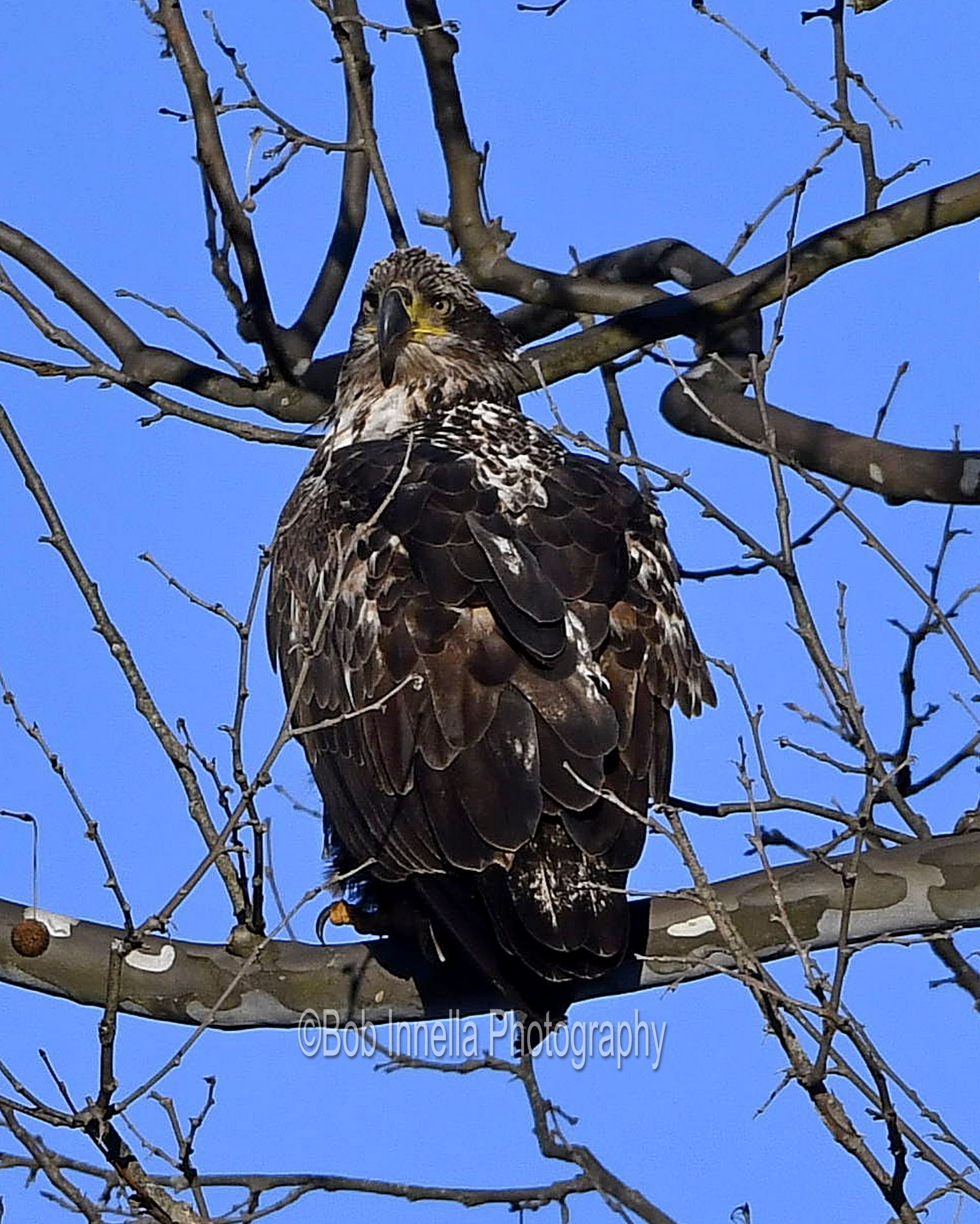 Eagle_2279 - Bald Eagle On The Delaware River, NY by Buckmaster