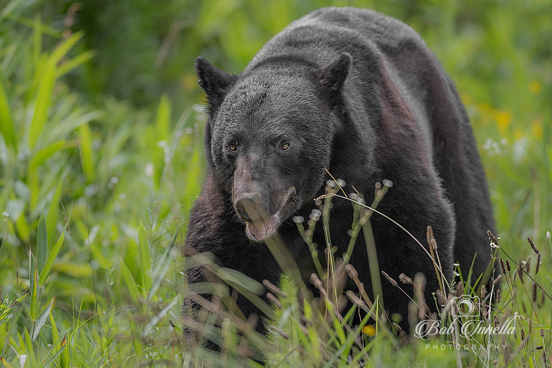 Coastal Black Bear Boar - 2023 North Carolina by Buckmaster