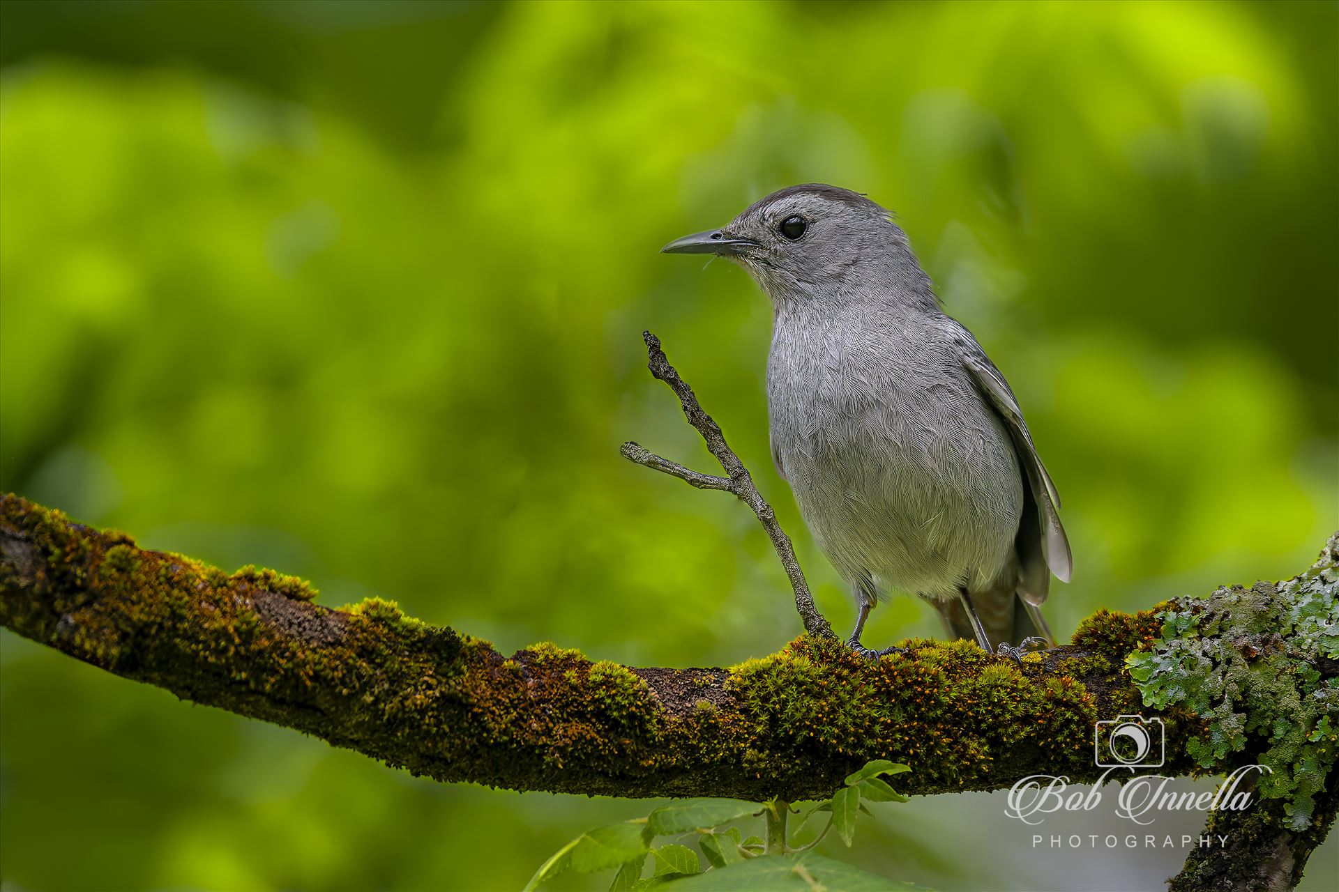 Catbird -  by Buckmaster