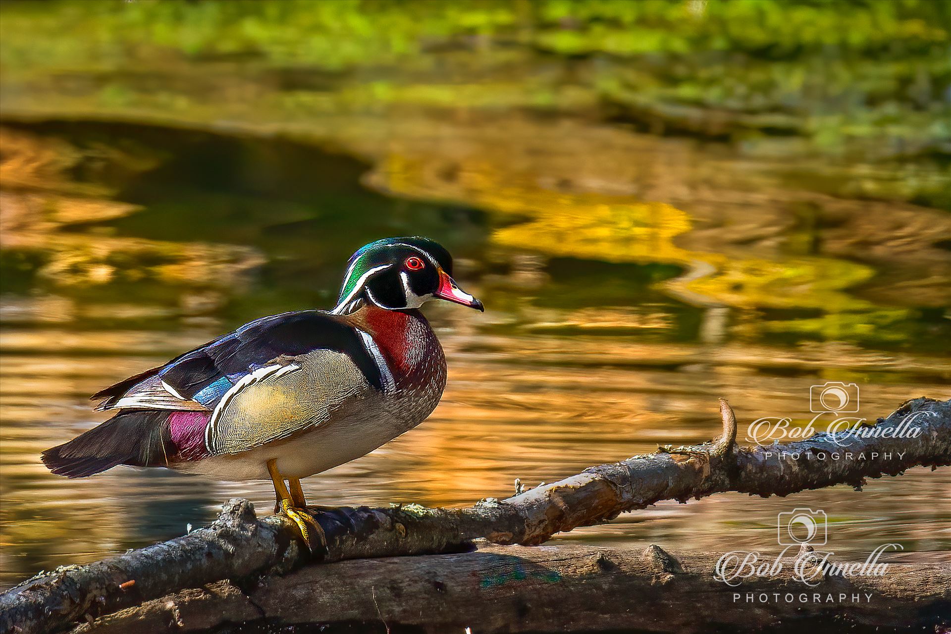 Male Wood Duck -  by Buckmaster