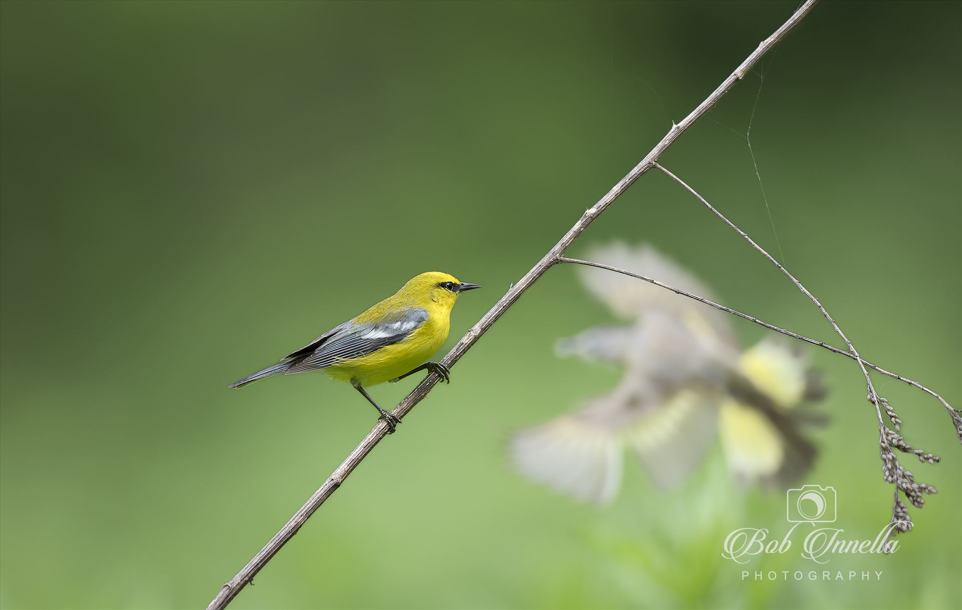 Blue Winged Warbler -  by Buckmaster