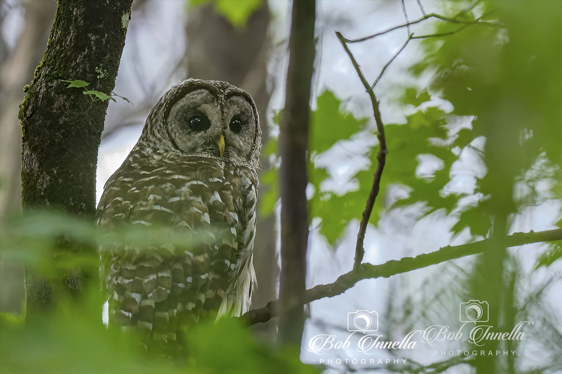 Barred Owl_in Dark Forest -  by Buckmaster