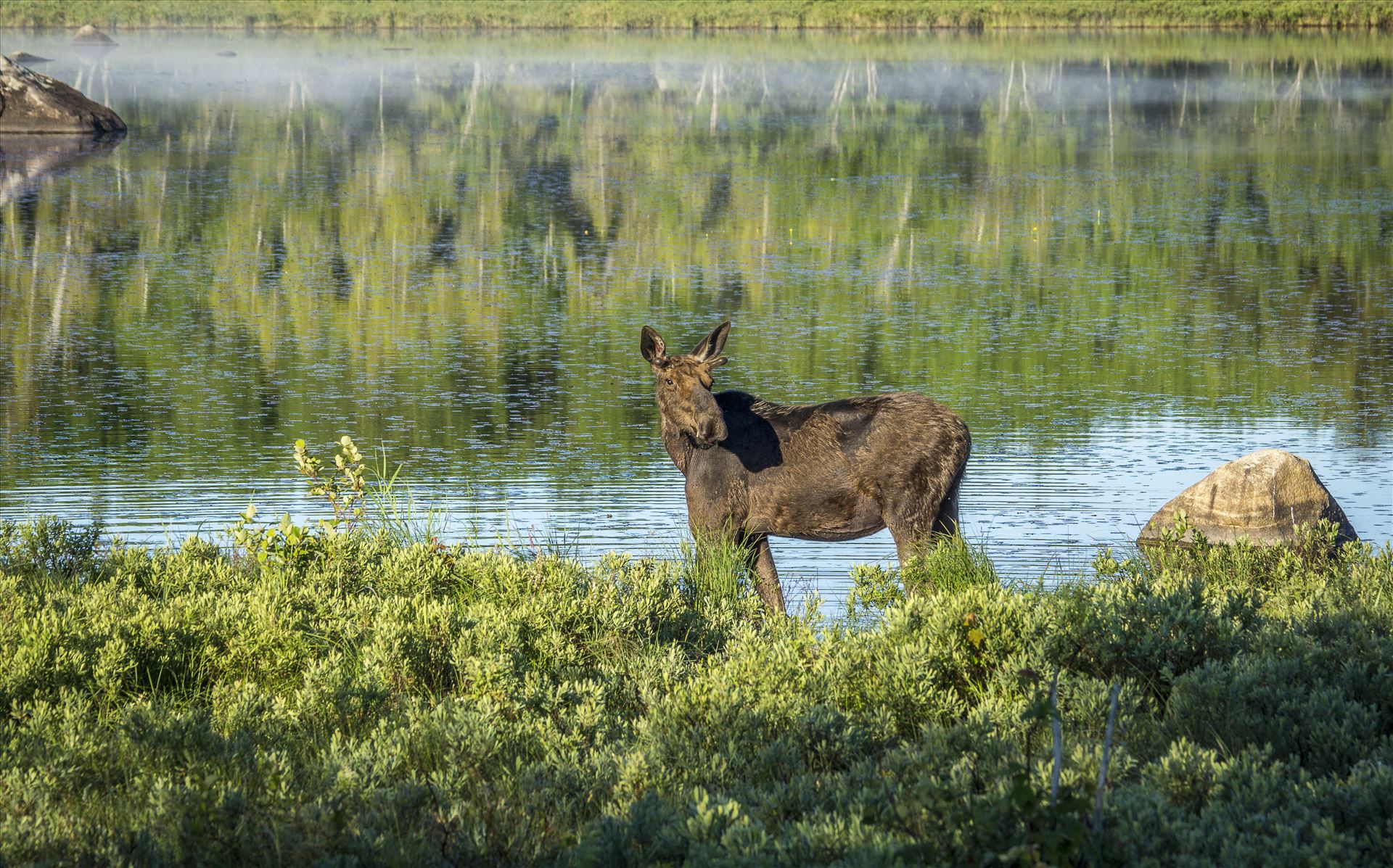Early Riser Moose - Early Riser Moose Out To Breakfast by Buckmaster
