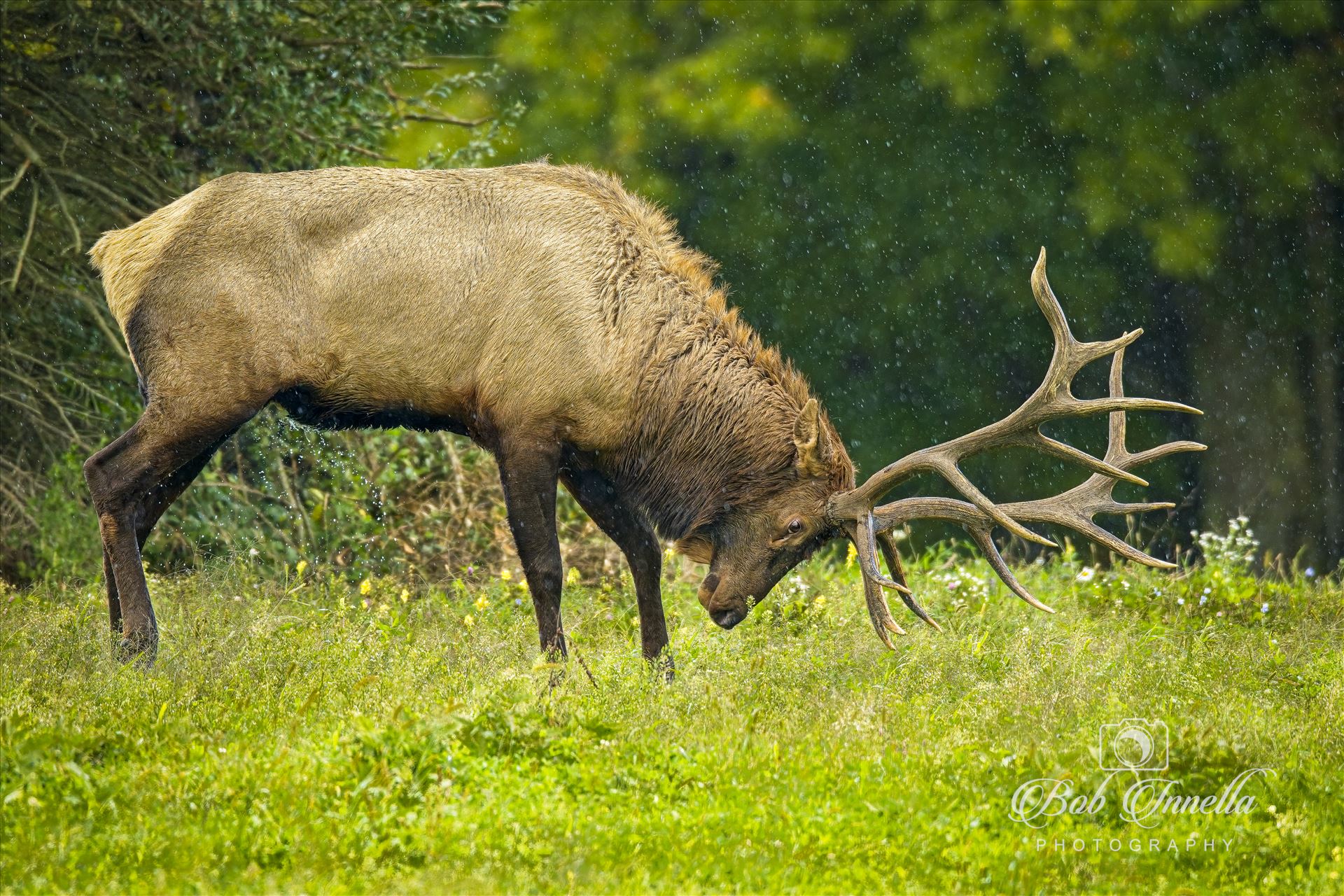 Bull Elk Making a Scrape in the Rain -  by Buckmaster