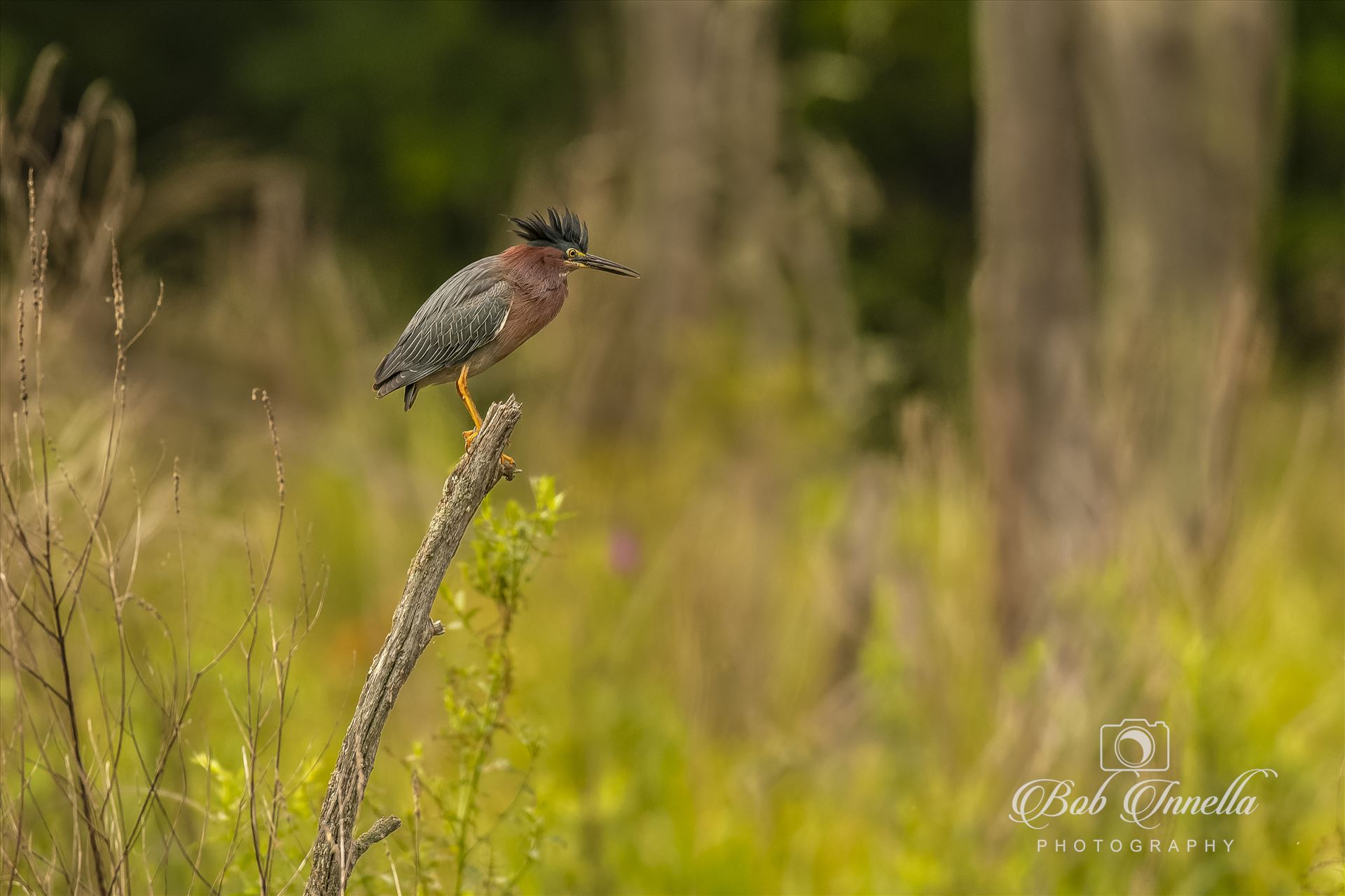 Green Heron on a Sick -  by Buckmaster