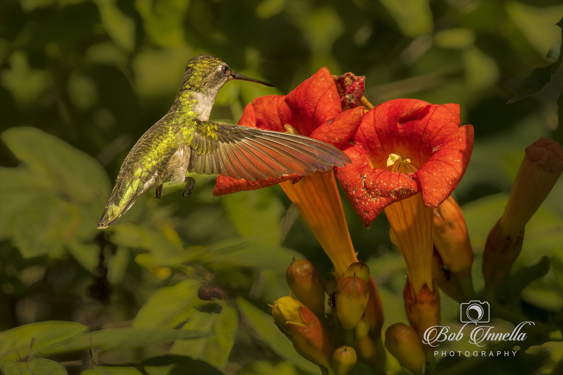 Hummingbird Hovering Over Trumpet Flower -  by Buckmaster