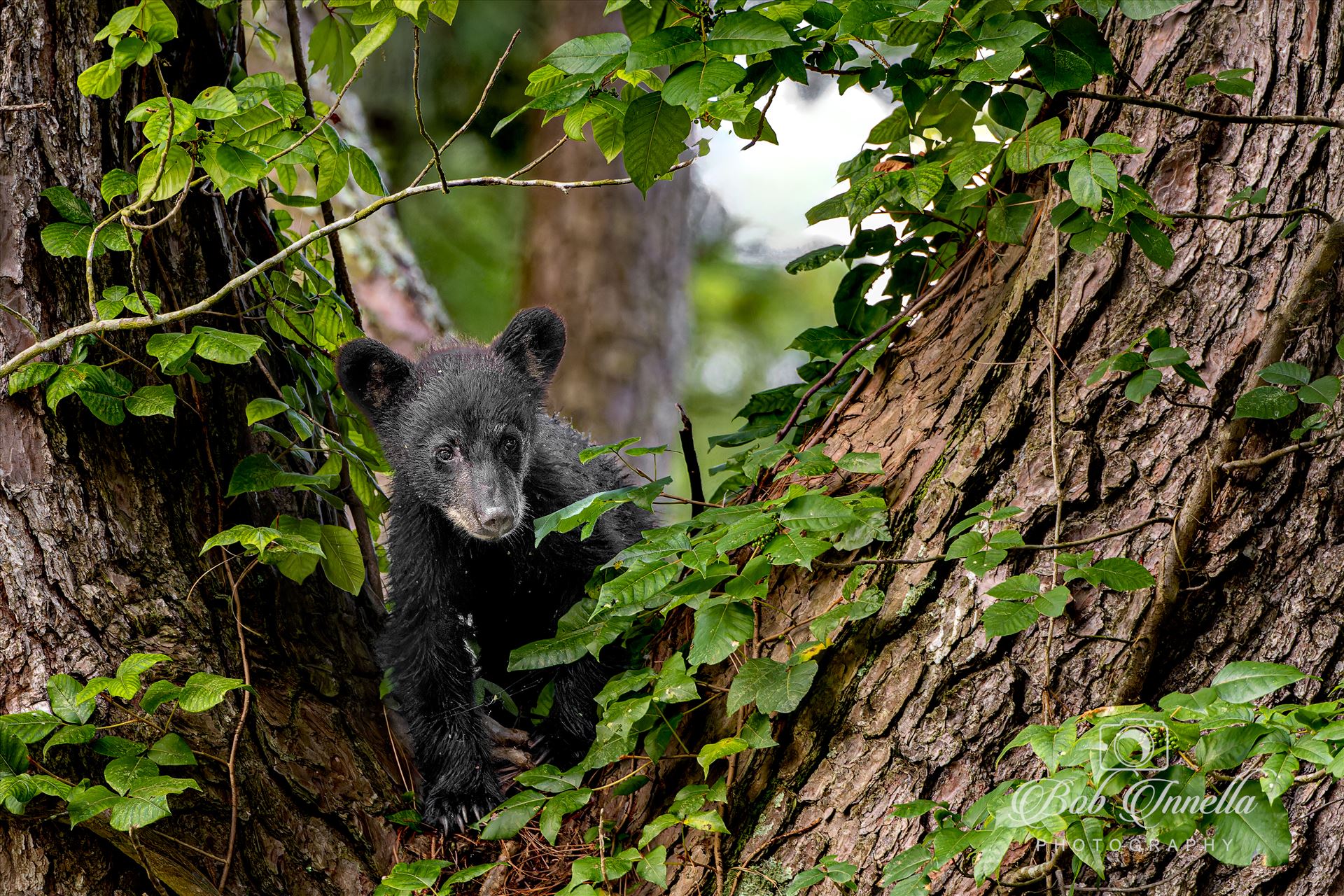 Black Bear Cub in a Tree - 2023 North Carolina by Buckmaster