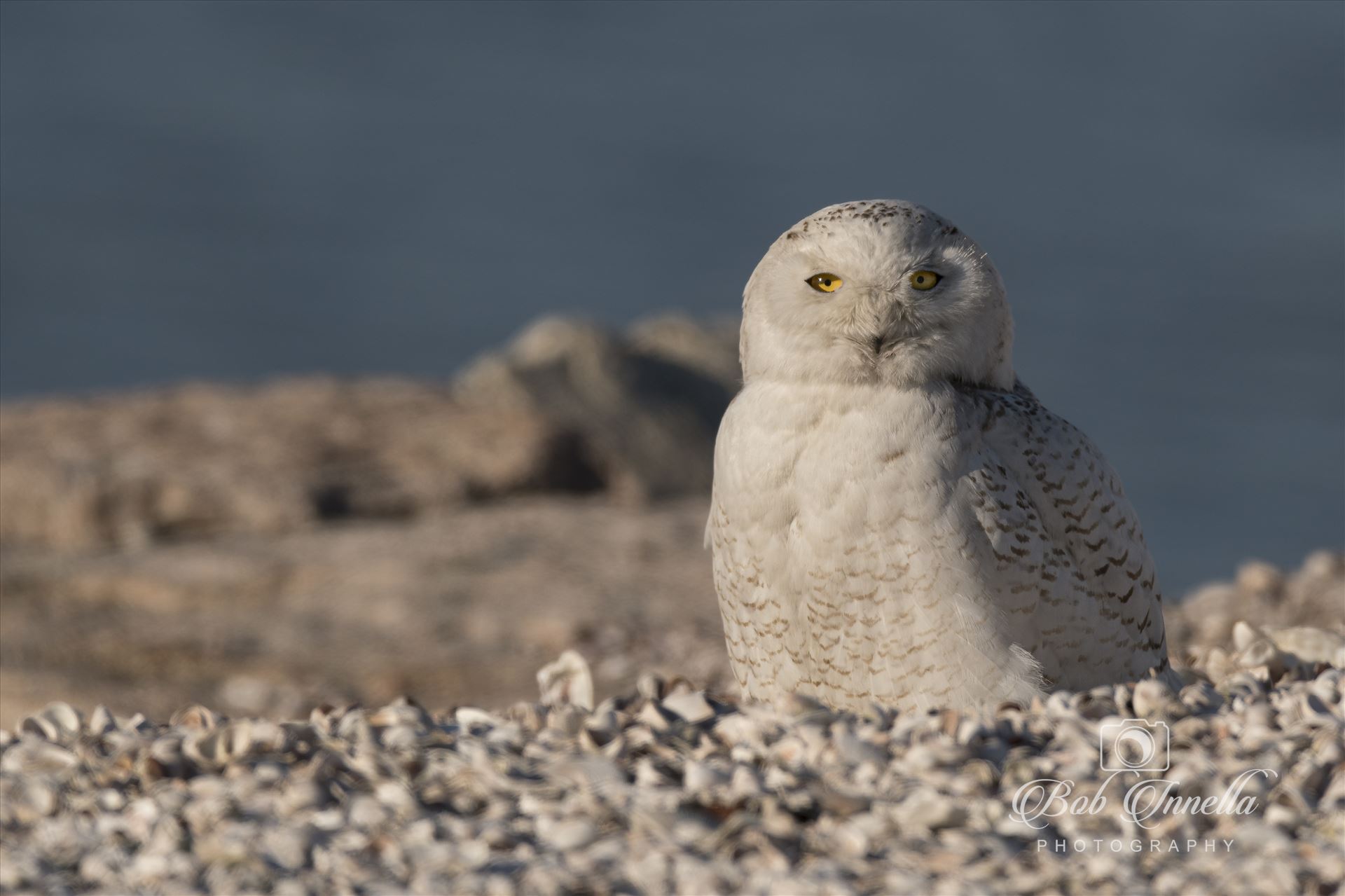 Snowy Owl on the Beach -  by Buckmaster