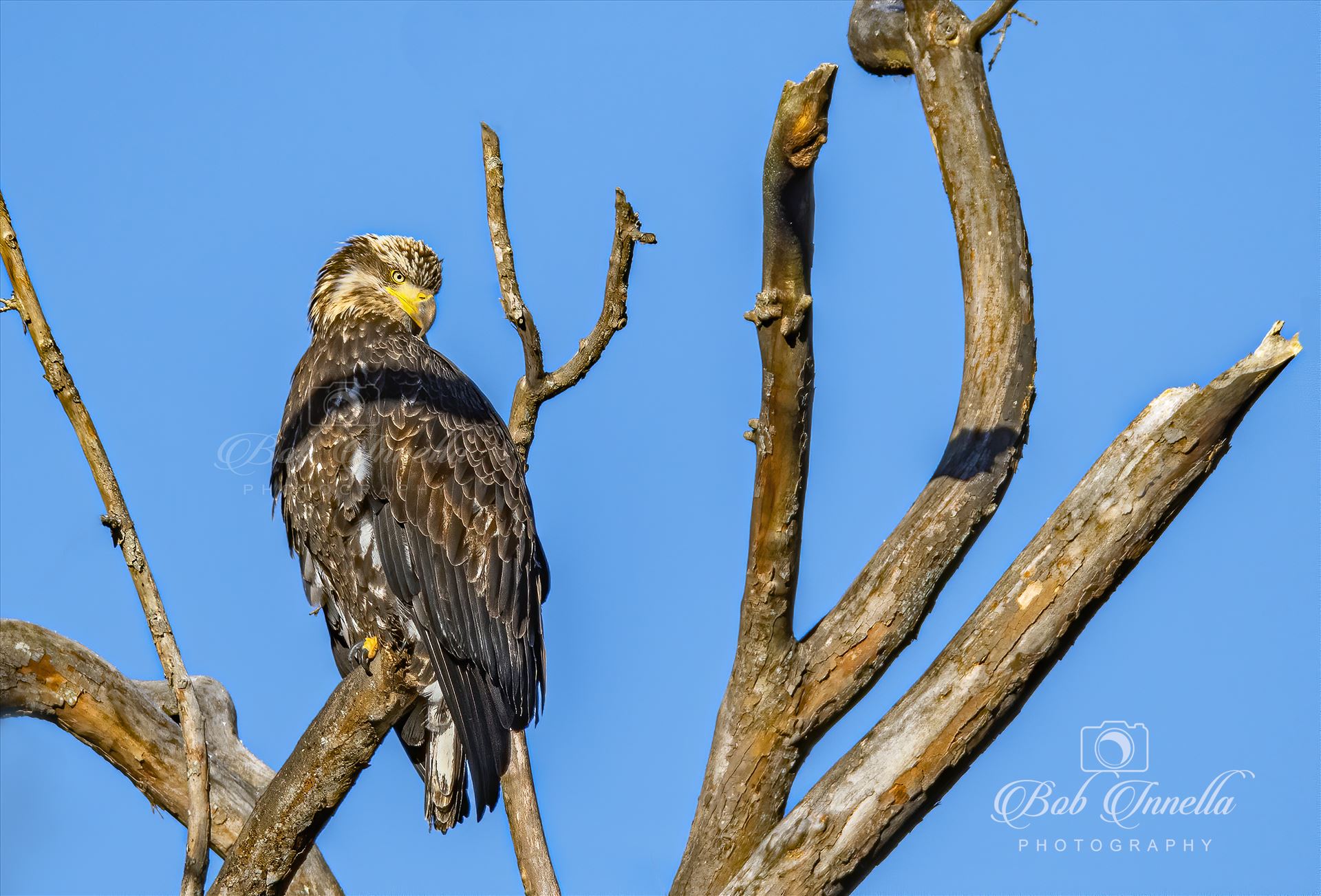 Juvenile_Eagle_High_up 2(1 of 1).JPG -  by Buckmaster