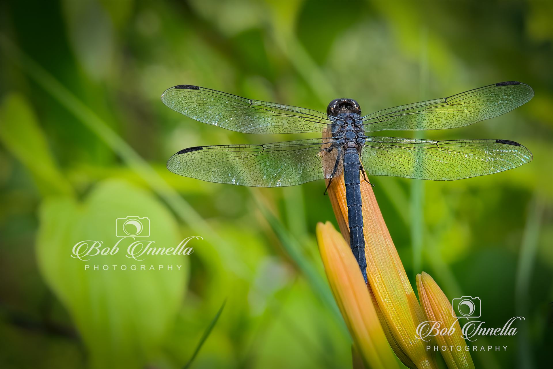Dragonfly on a Day Lily -  by Buckmaster