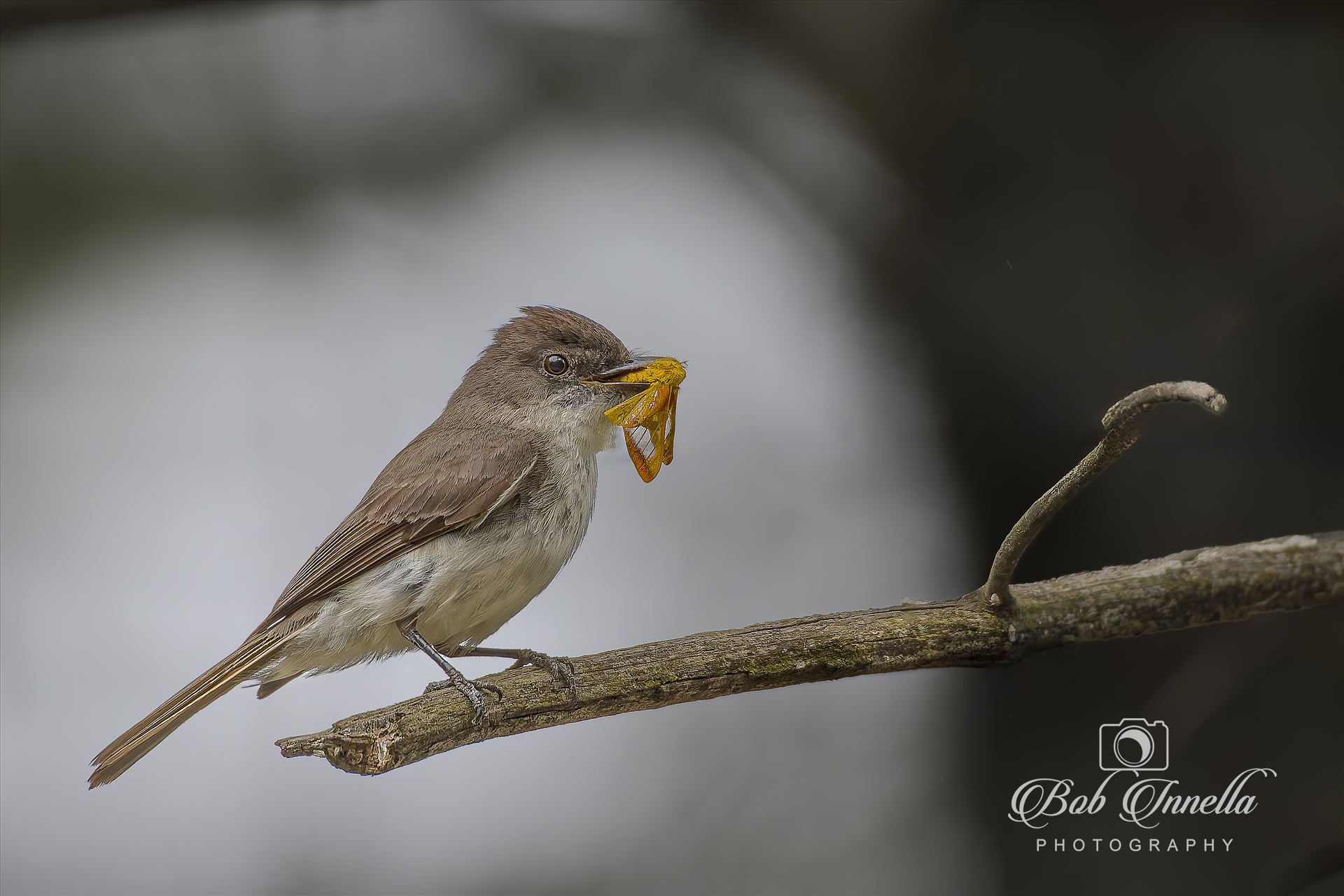 Eastern Phoebe with Moth -  by Buckmaster