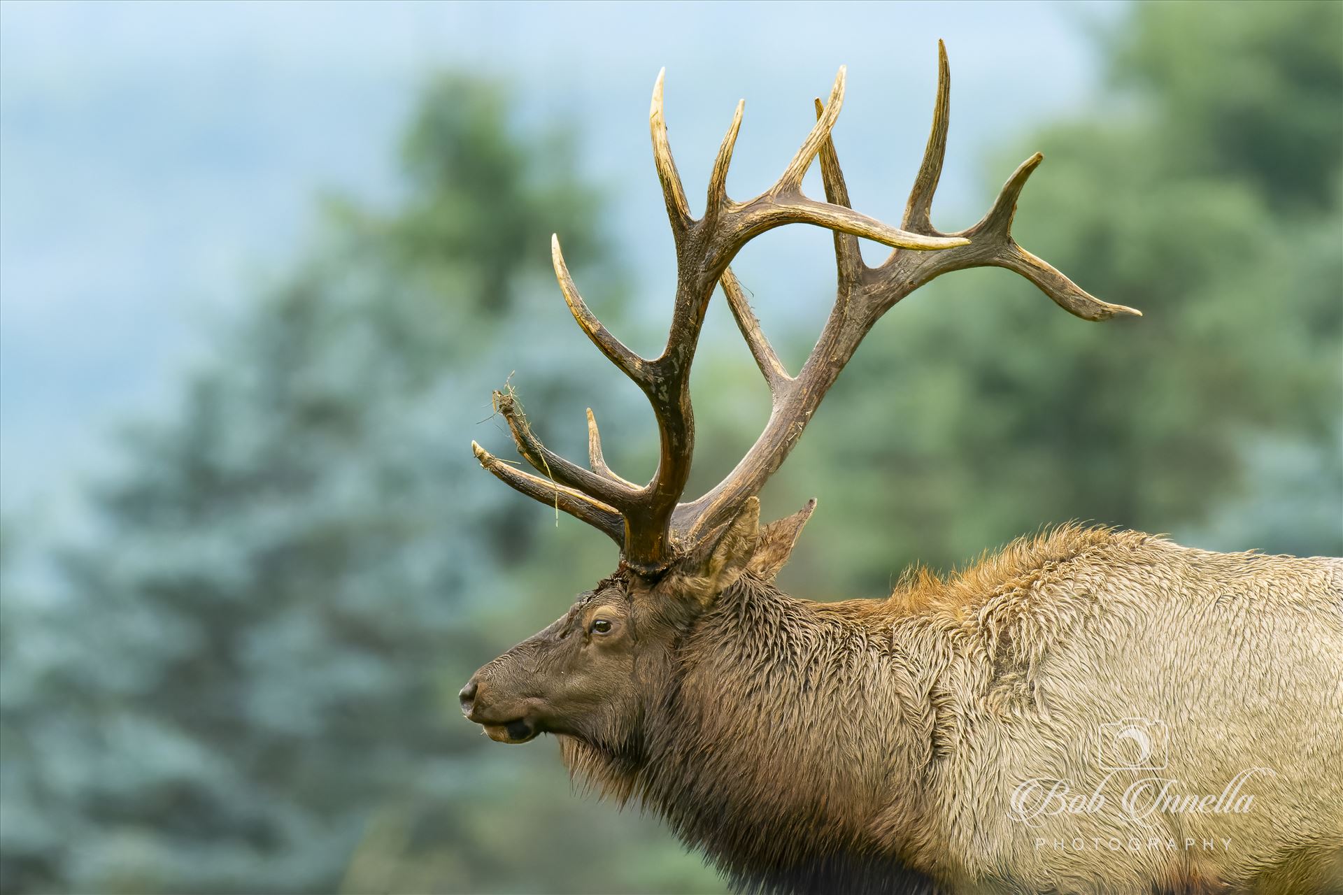 Bull Elk in Rain -  by Buckmaster