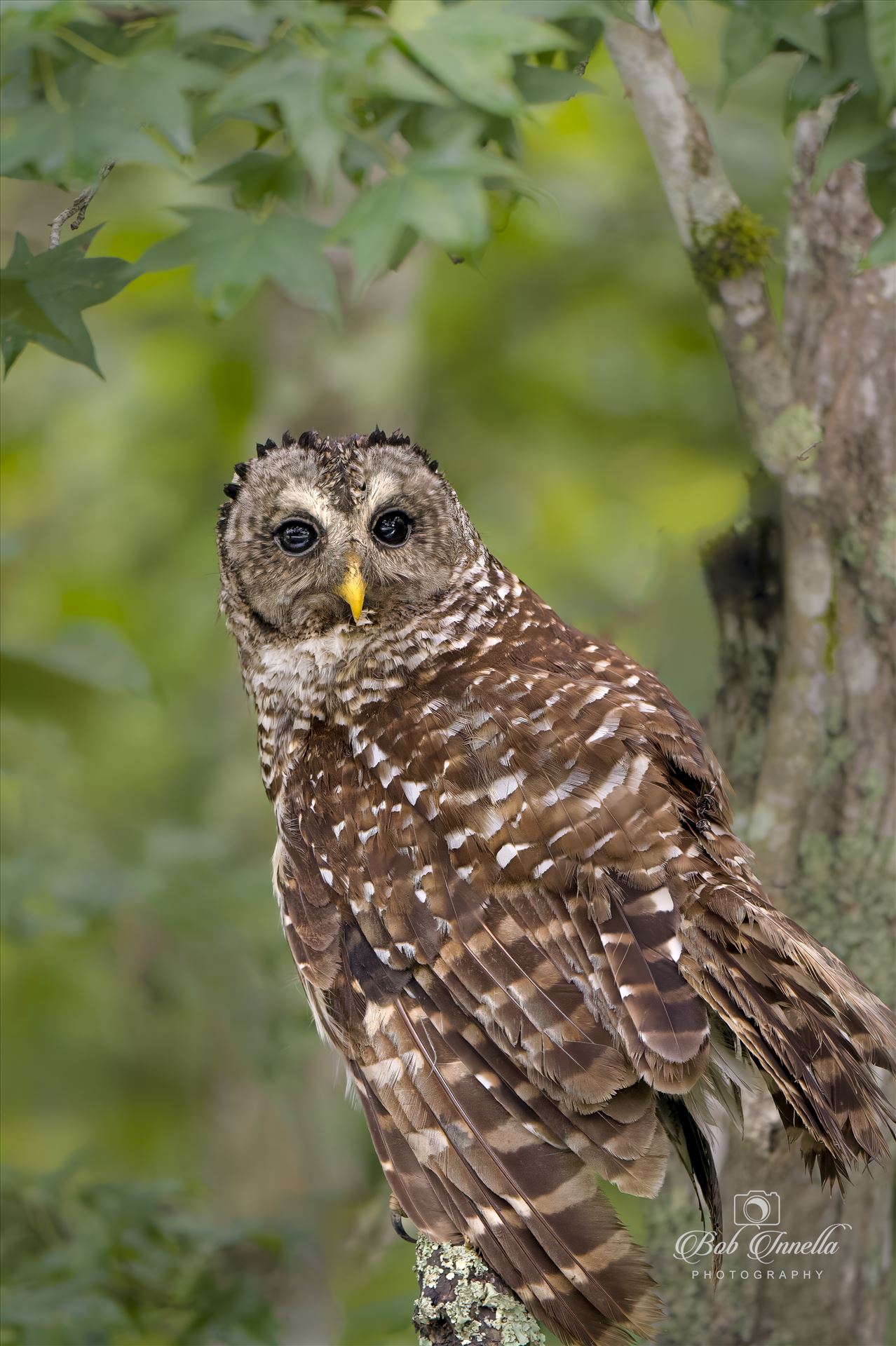 Juvenile Barred Owl - 2023 North Carolina by Buckmaster