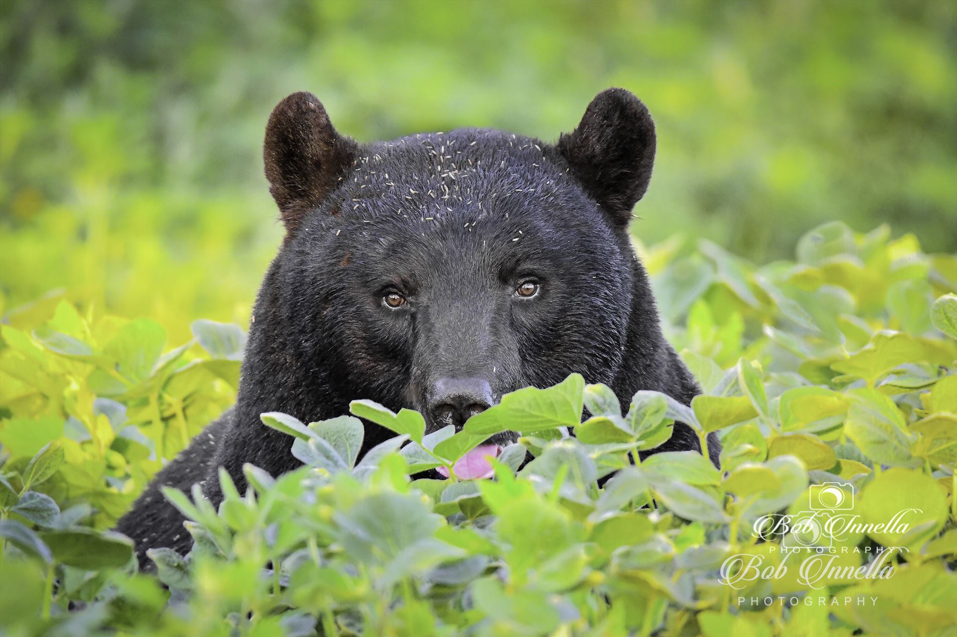Black Bear in Soybeans Field -  by Buckmaster