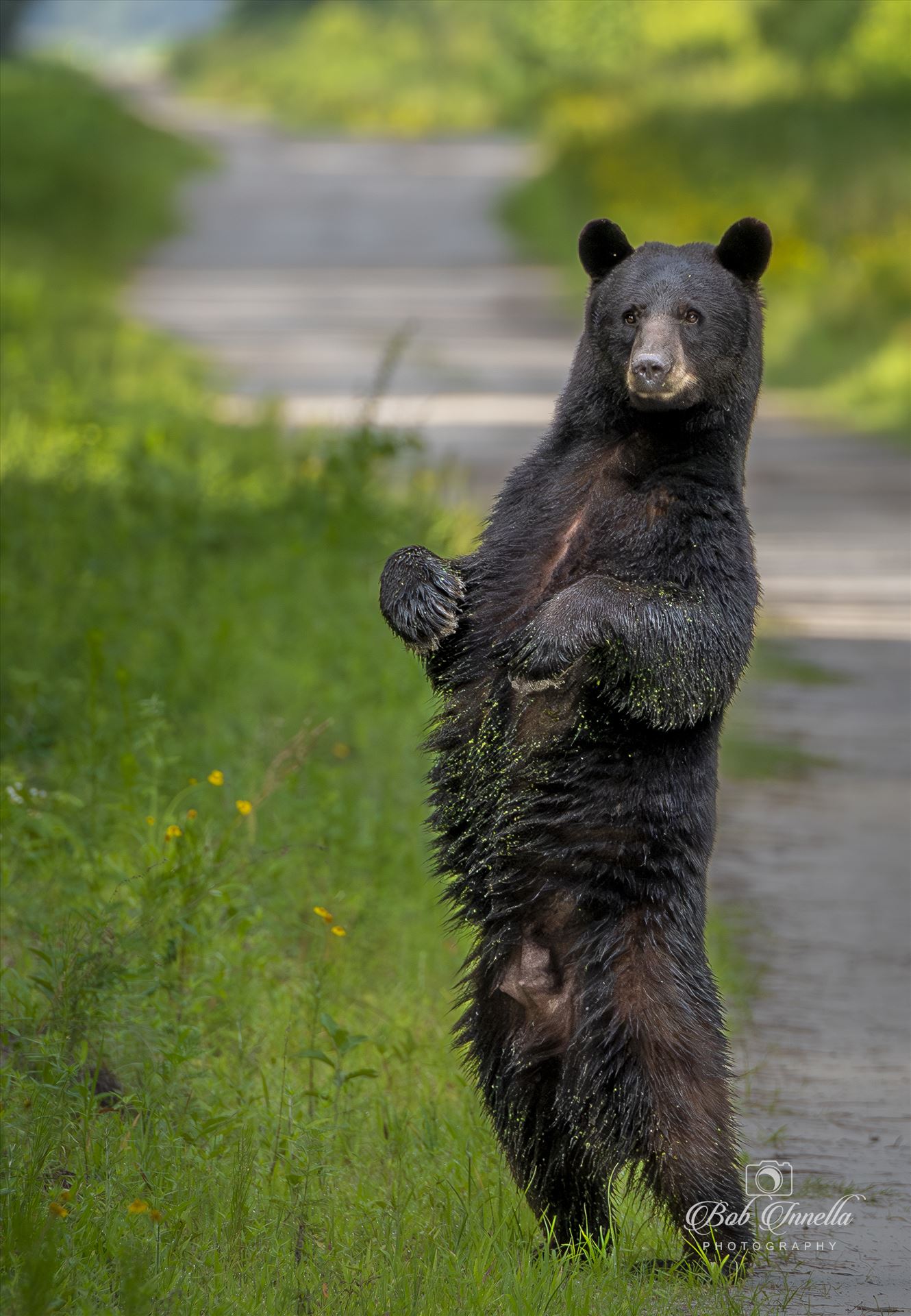 Black Bear Sow Standing Up - 2023 North Carolina by Buckmaster