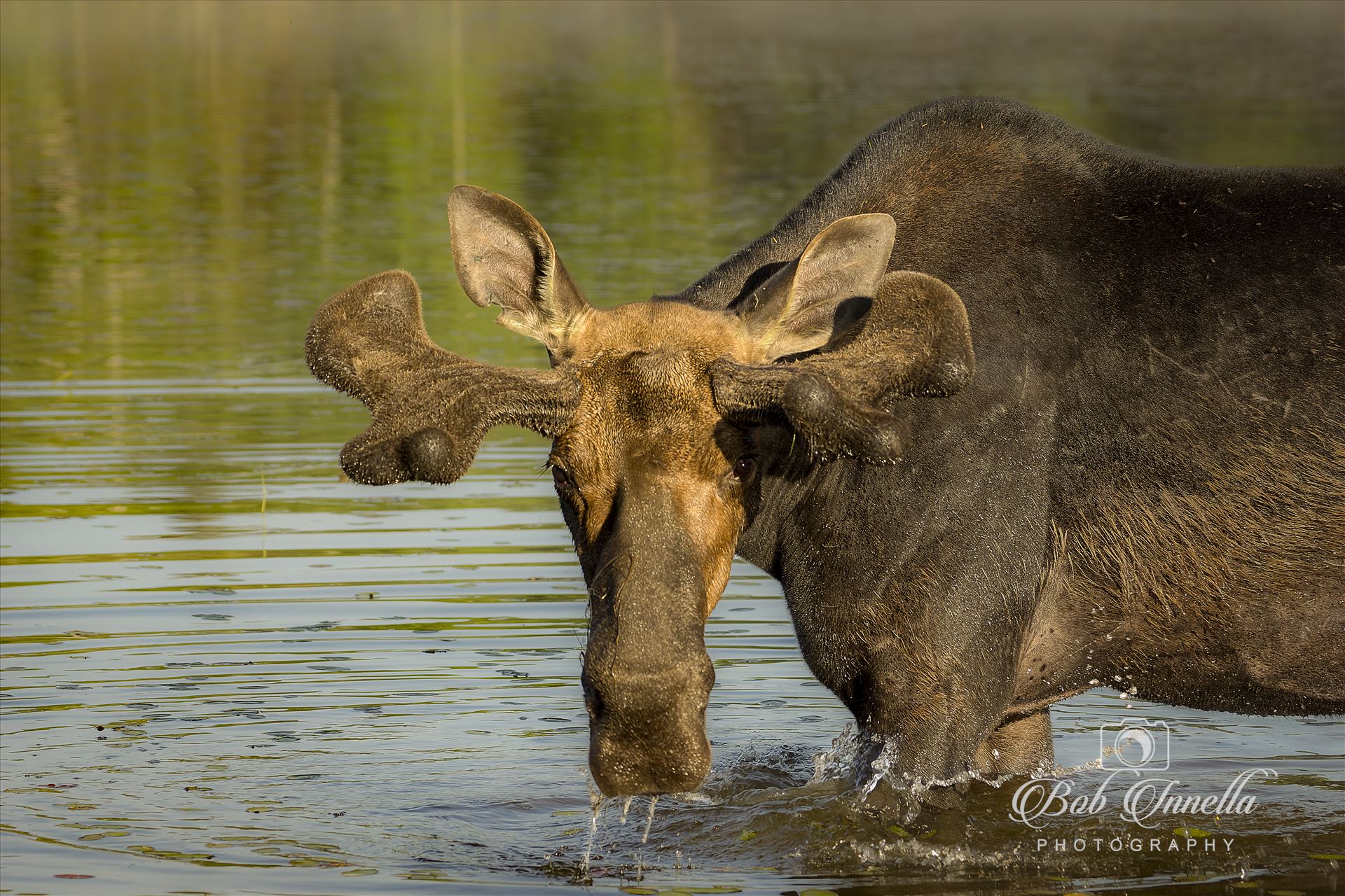 Moose Face -  by Buckmaster