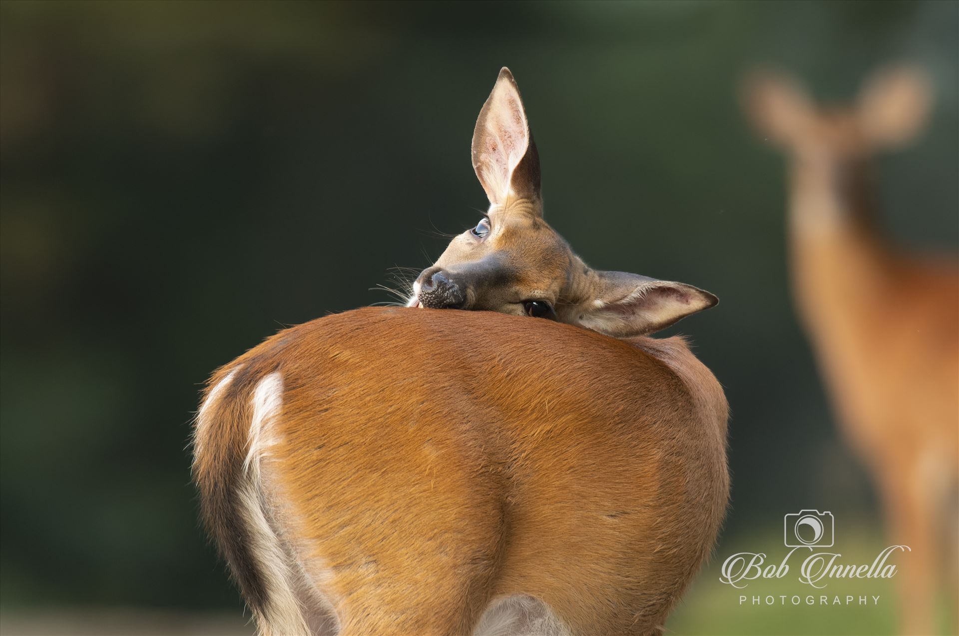 Whitetail Doe with an Unreachable Itch -  by Buckmaster