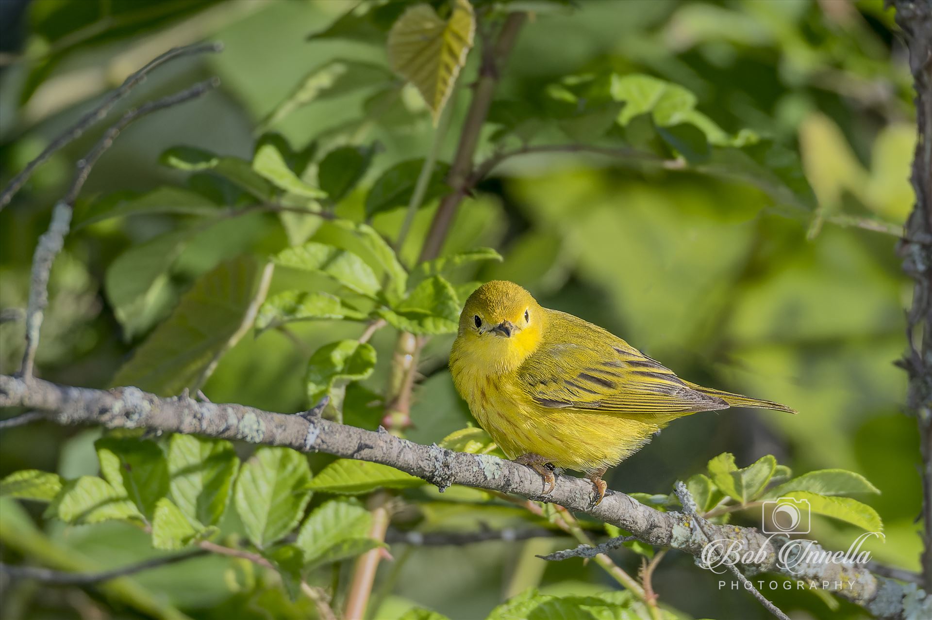 Male Yellow Warbler -  by Buckmaster