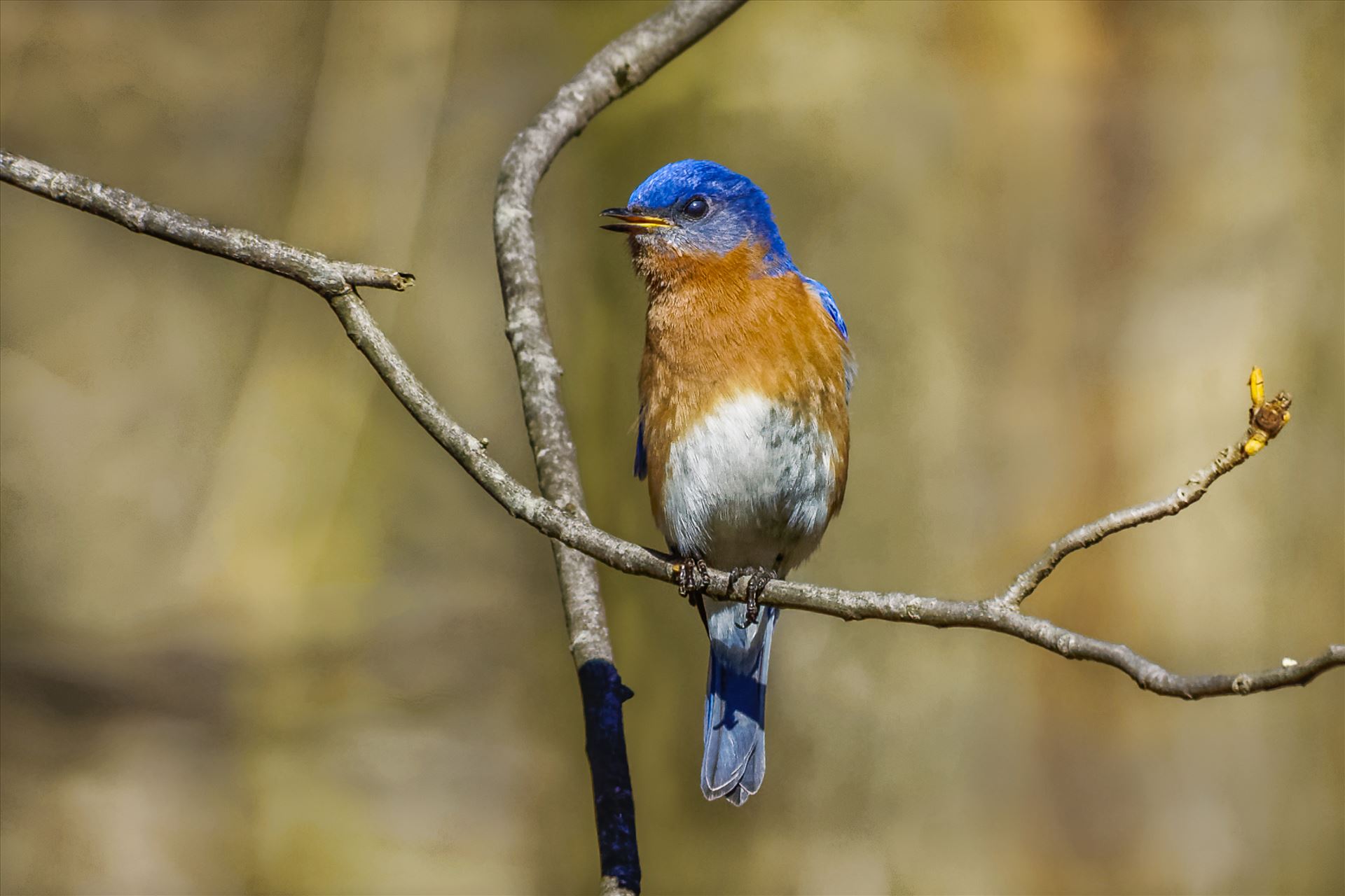 Eastern Bluebird - Male Eastern Bluebird by Buckmaster