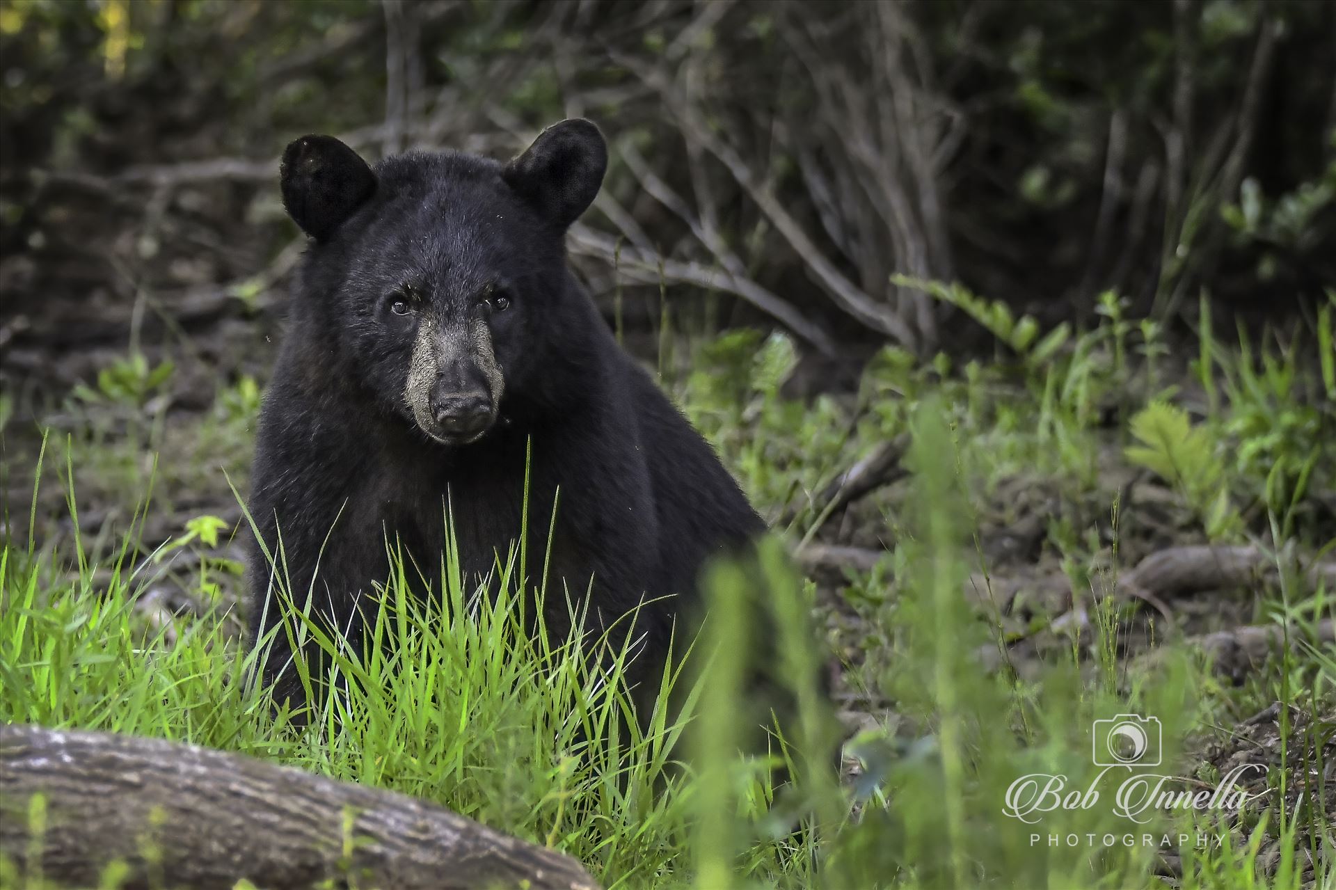 Black Bear in Grass -  by Buckmaster