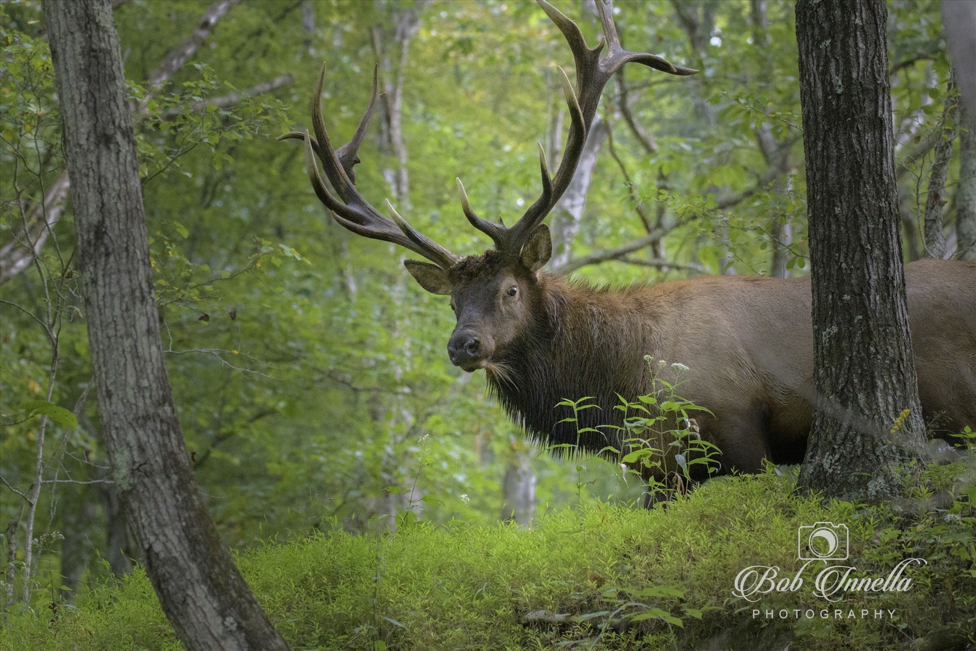 Bull Elk_with_green -  by Buckmaster