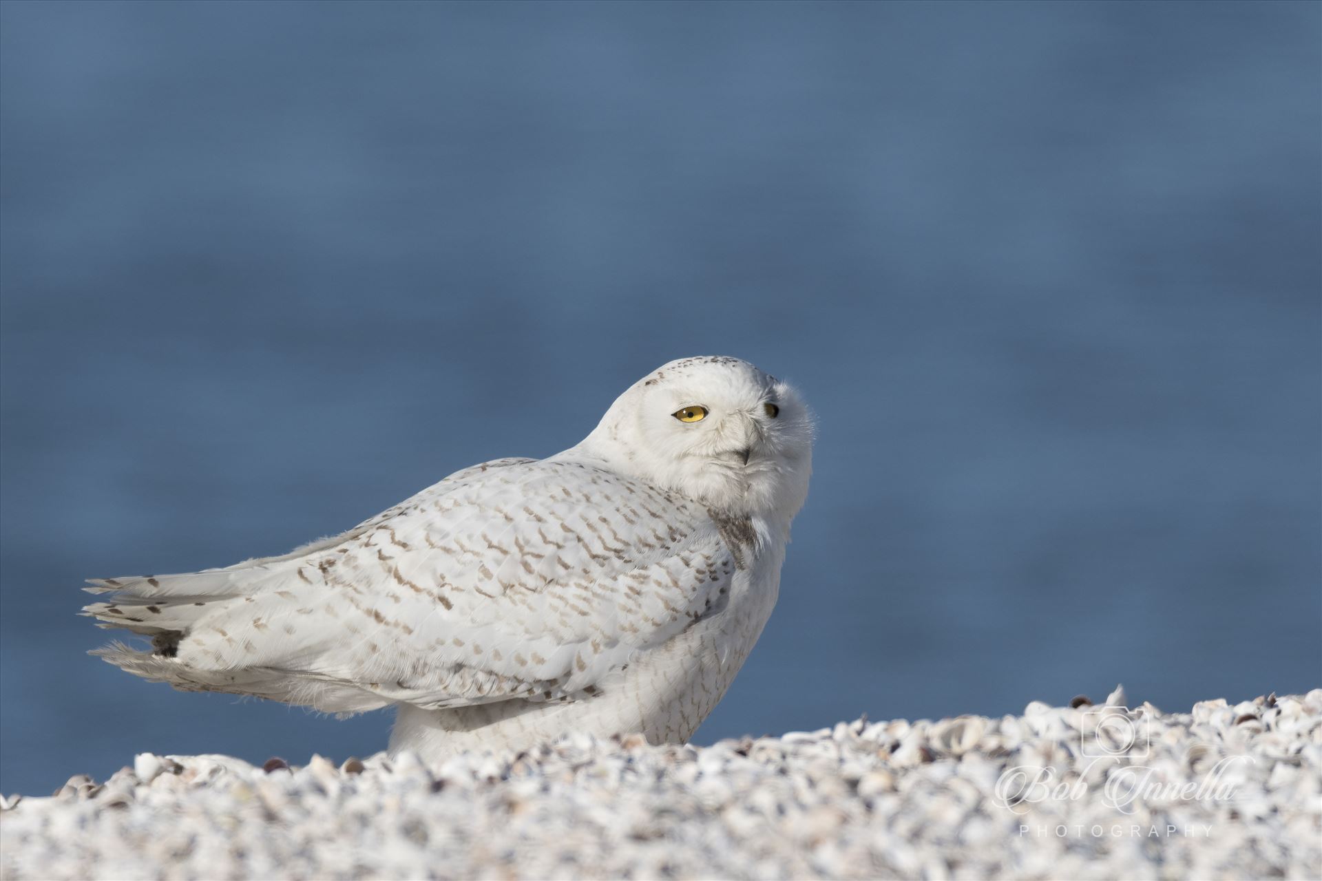 Snowy Owl on the Beach -  by Buckmaster