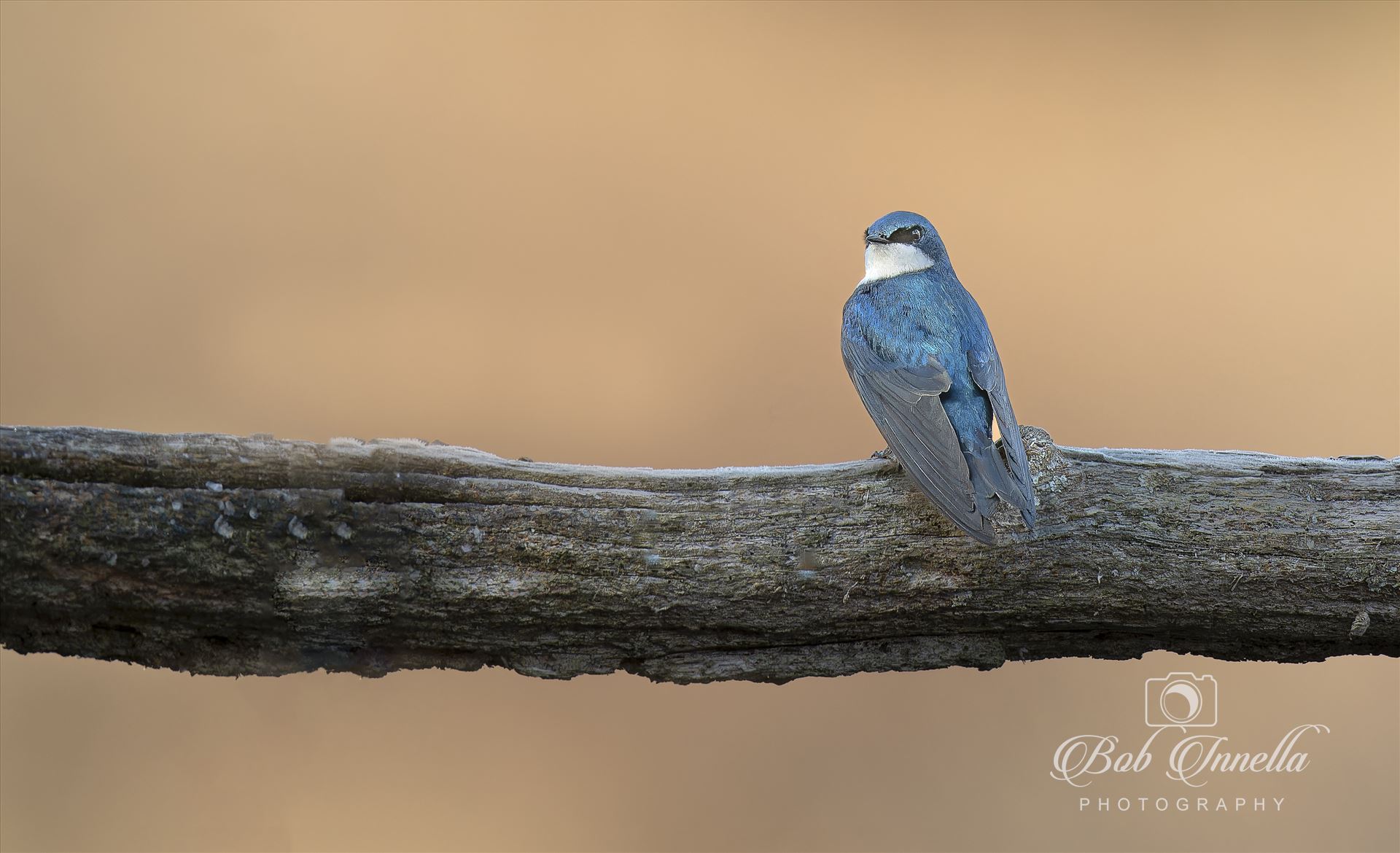 Tree Swallow -  by Buckmaster