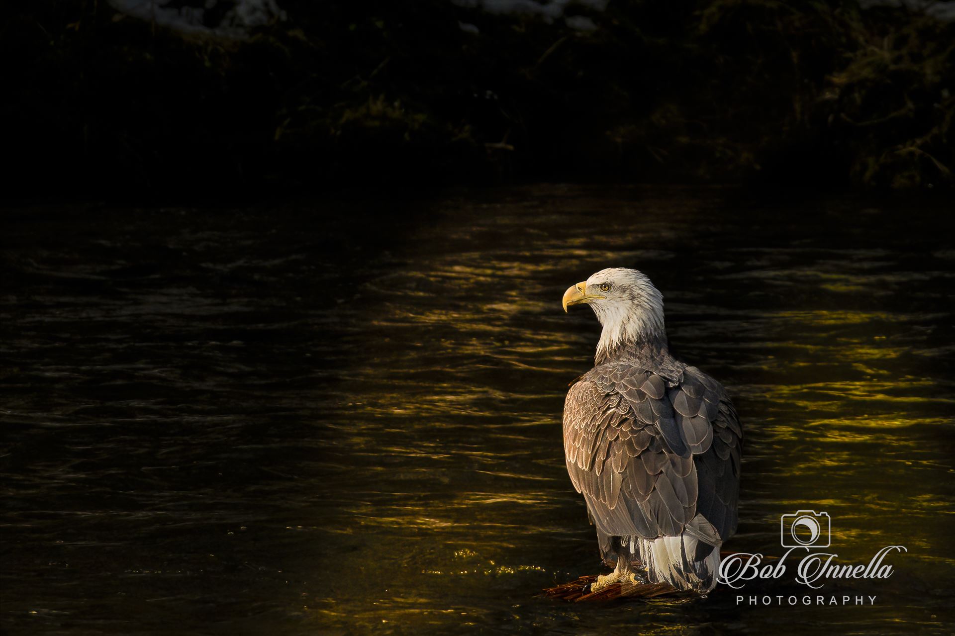 Sunbeam Eagle -  by Buckmaster