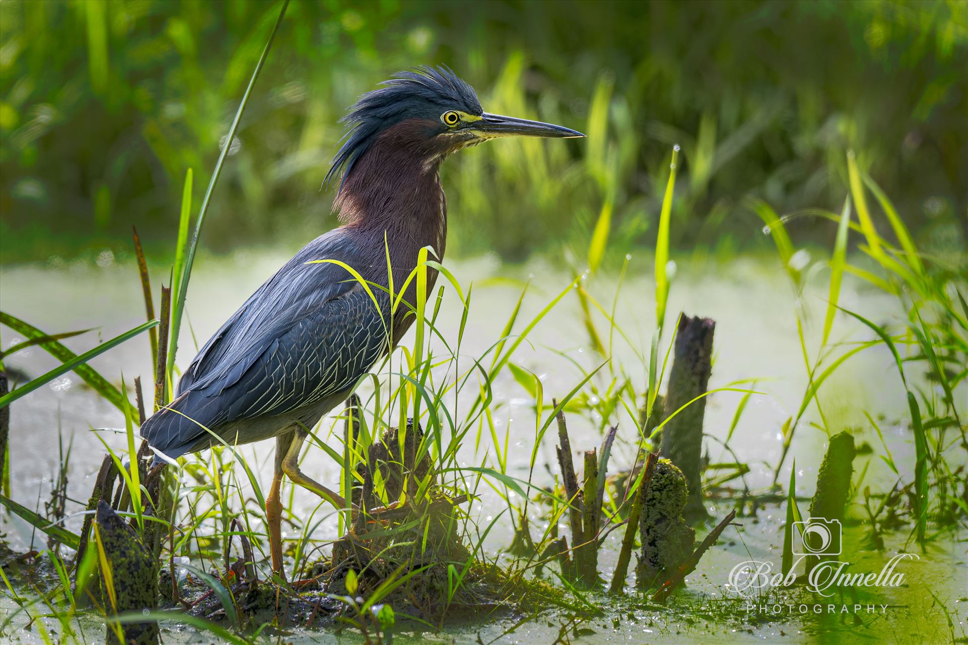 Green Heron in a Bog -  by Buckmaster