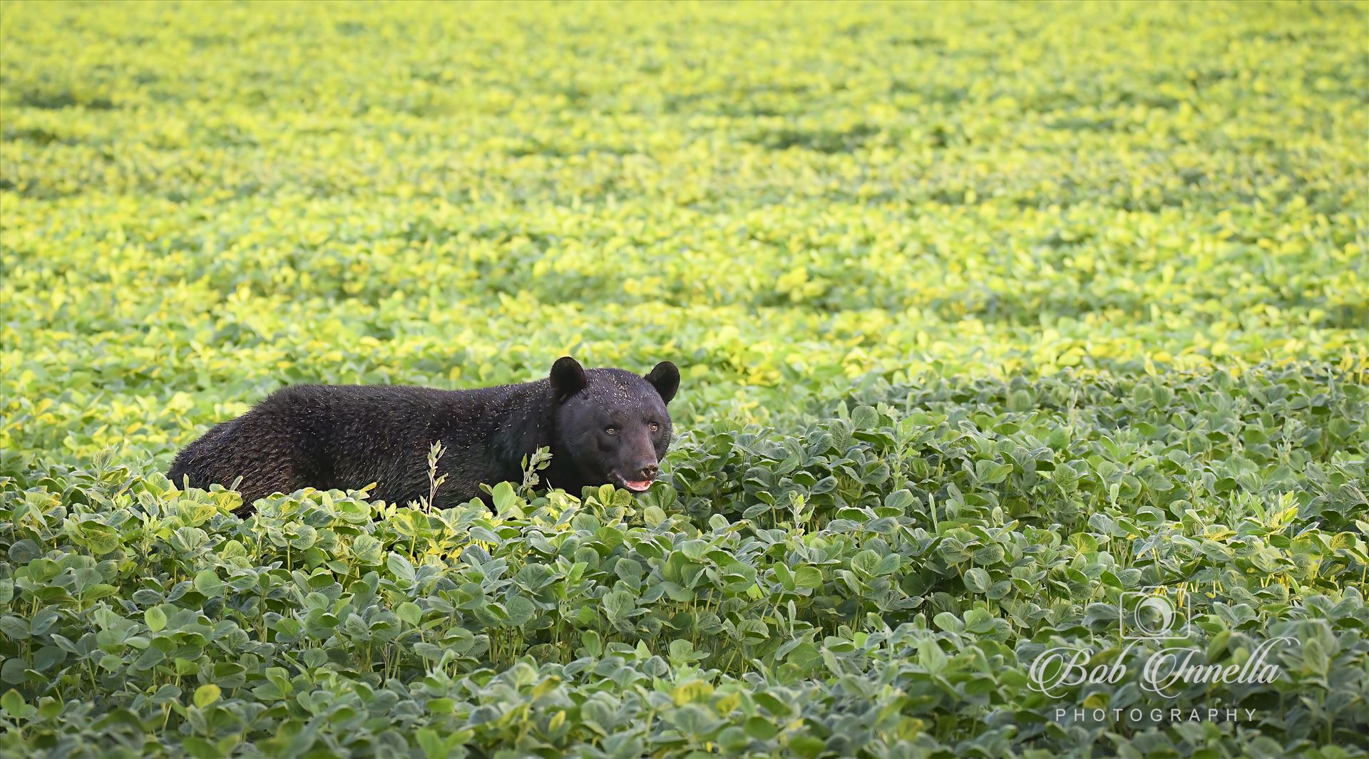 Black Bear in a Soybean Field, Early AM Light -  by Buckmaster